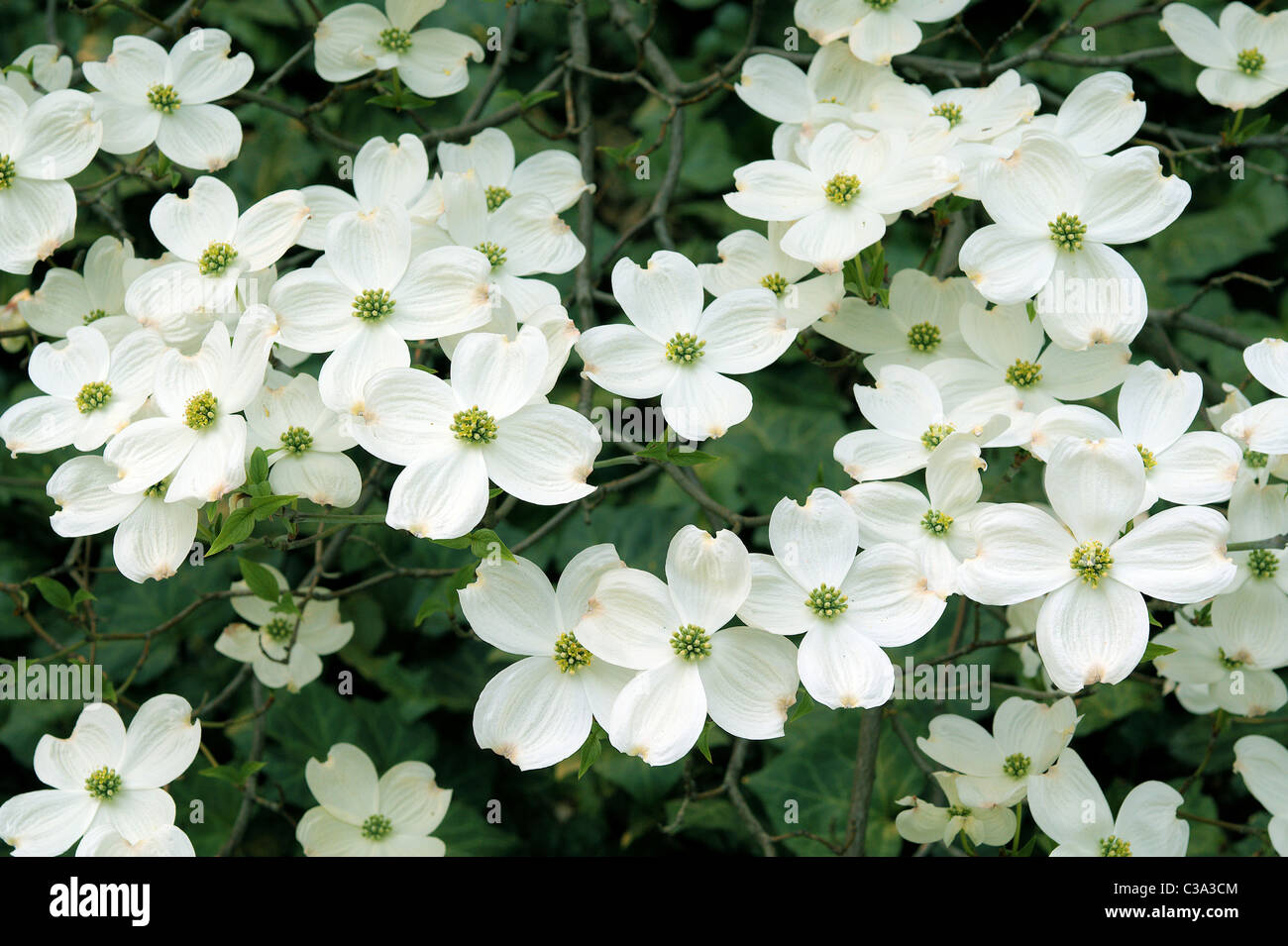 Dogwood white spring flowers close up Cornus florida Stock Photo