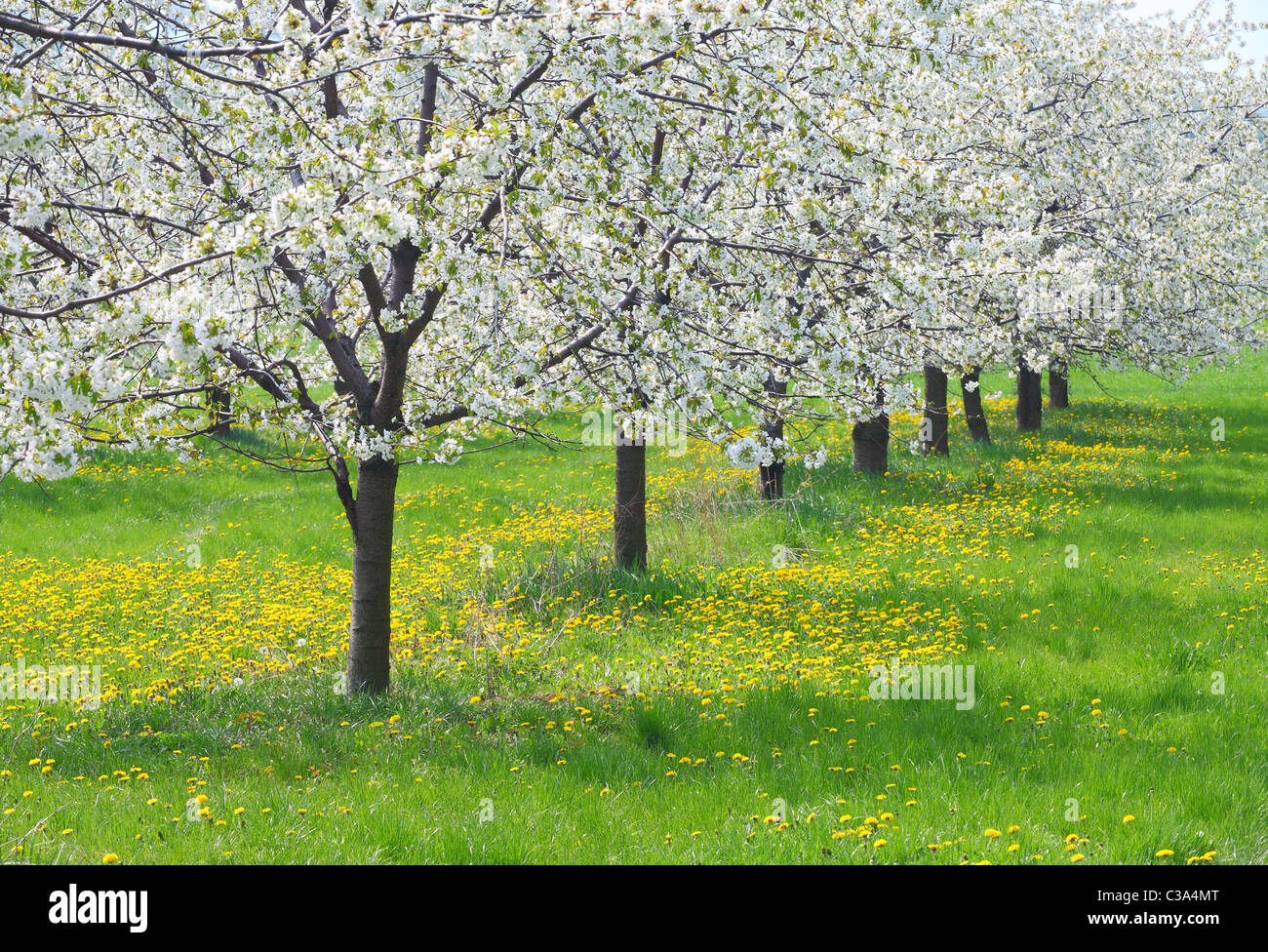 Cherry trees full hi-res stock photography and images - Alamy