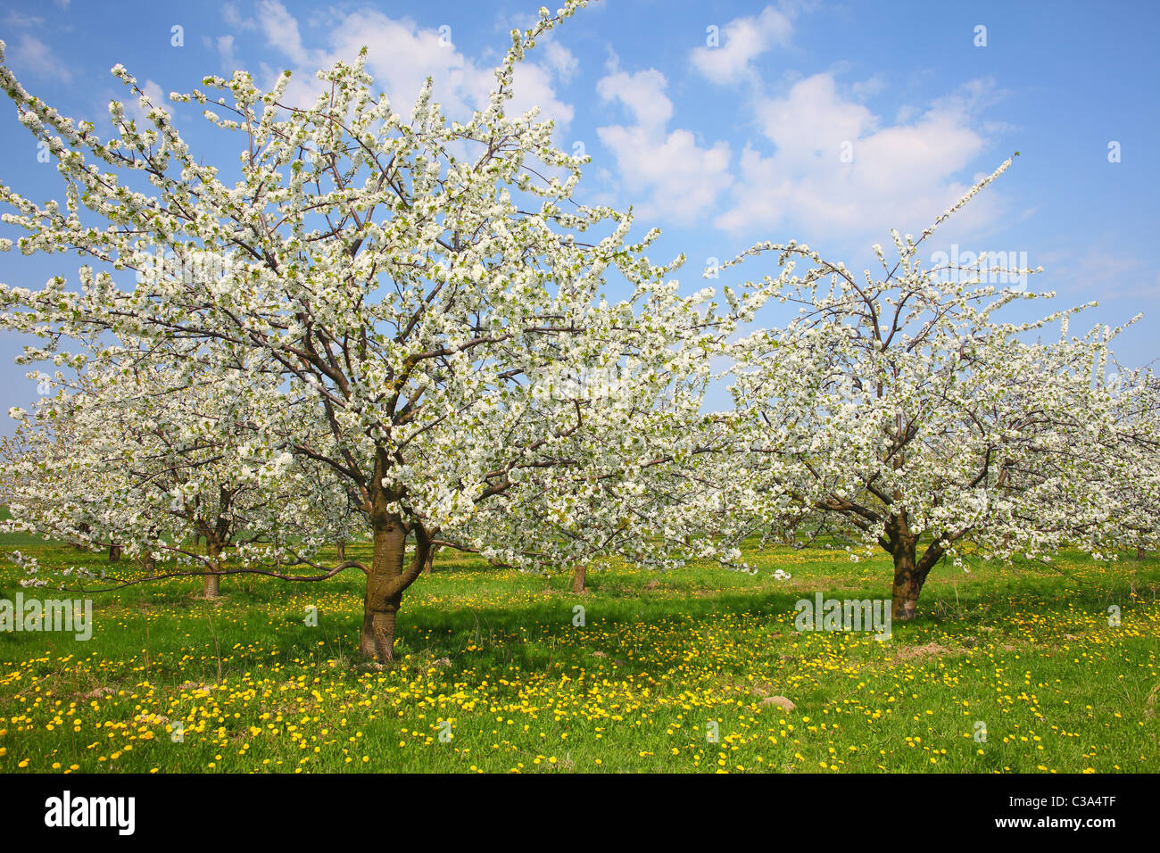 Cherry trees in full bloom spring cherry orchard Stock Photo