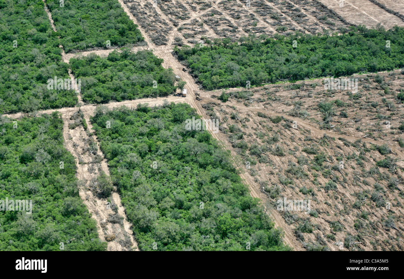 Chaco palm avocado store