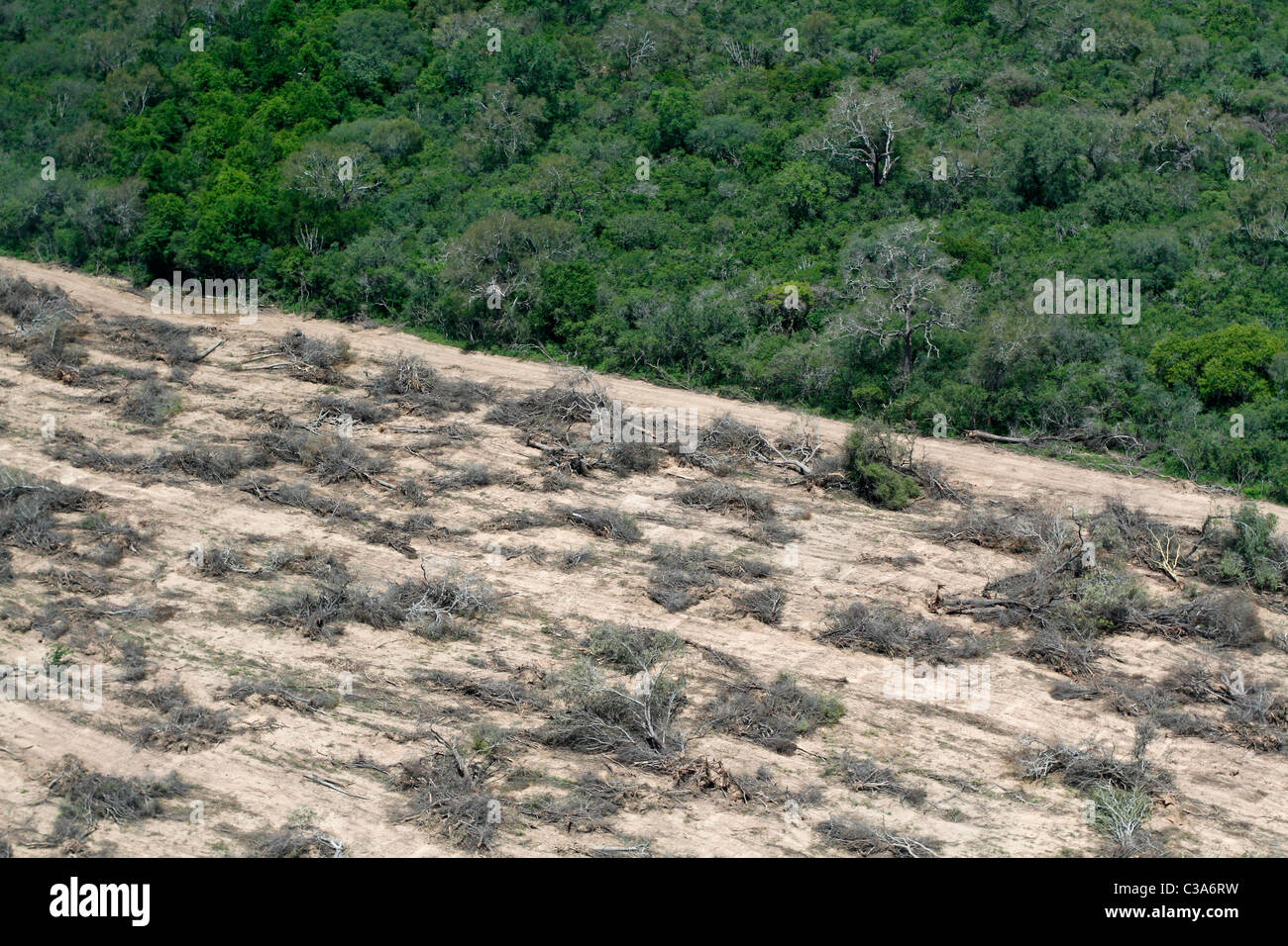 Deforestation in the Gran Chaco near Mariscal Estigarribia, Paraguay Stock Photo