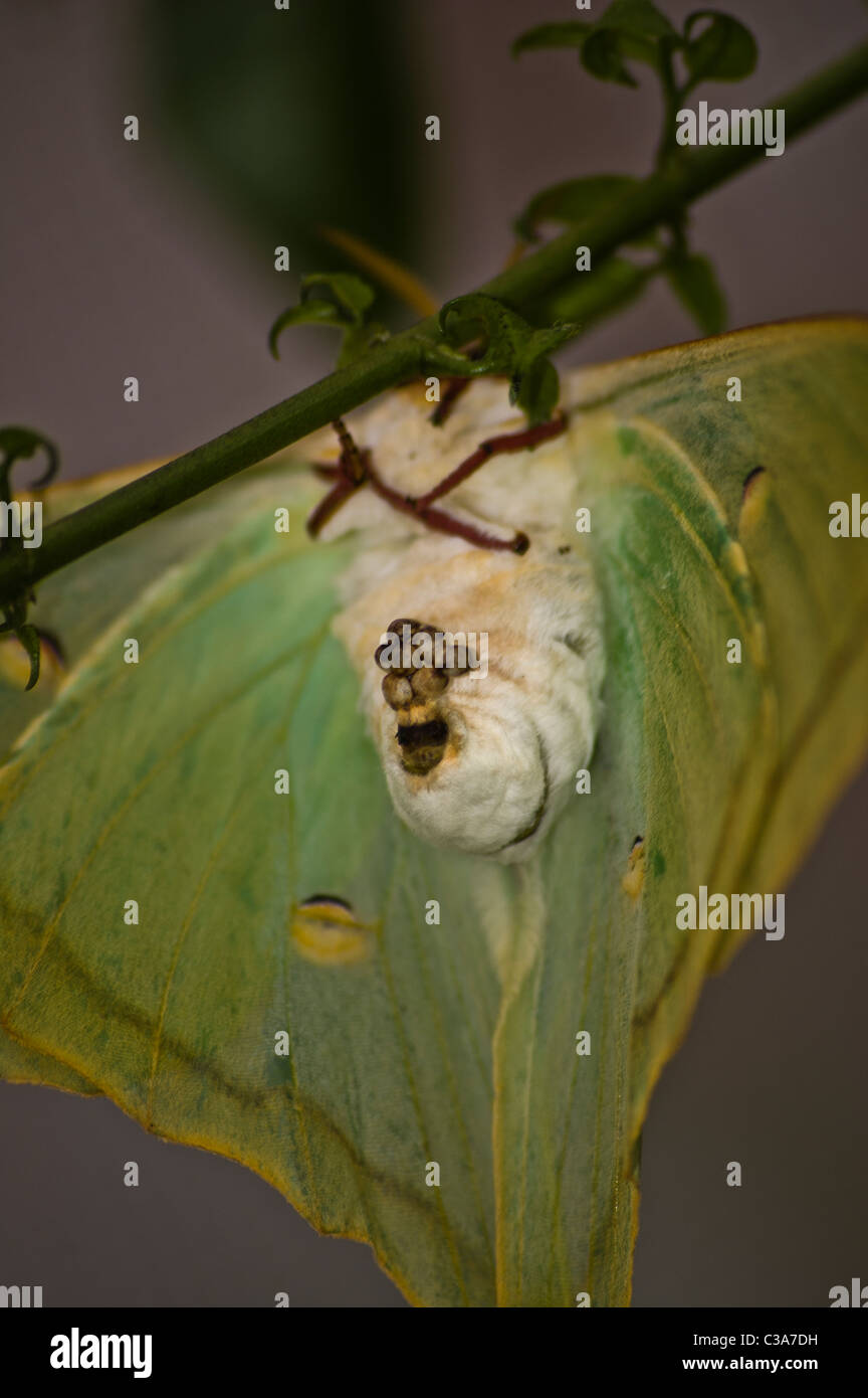 Luna moth eggs hires stock photography and images Alamy