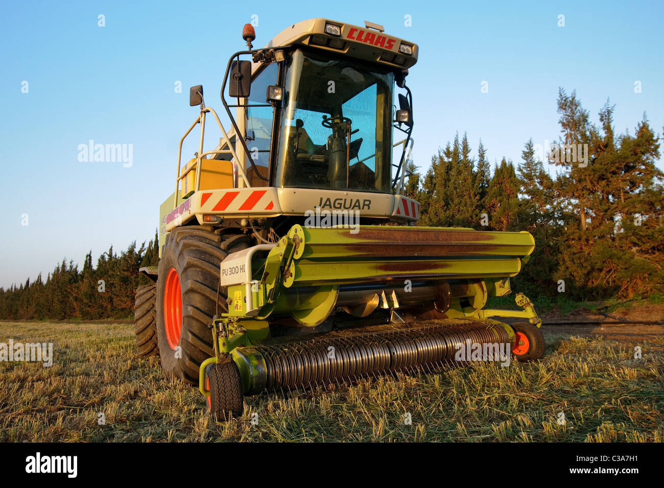 Wheat harvest for silage. Photographed in Israel at Kibbutz Maagan