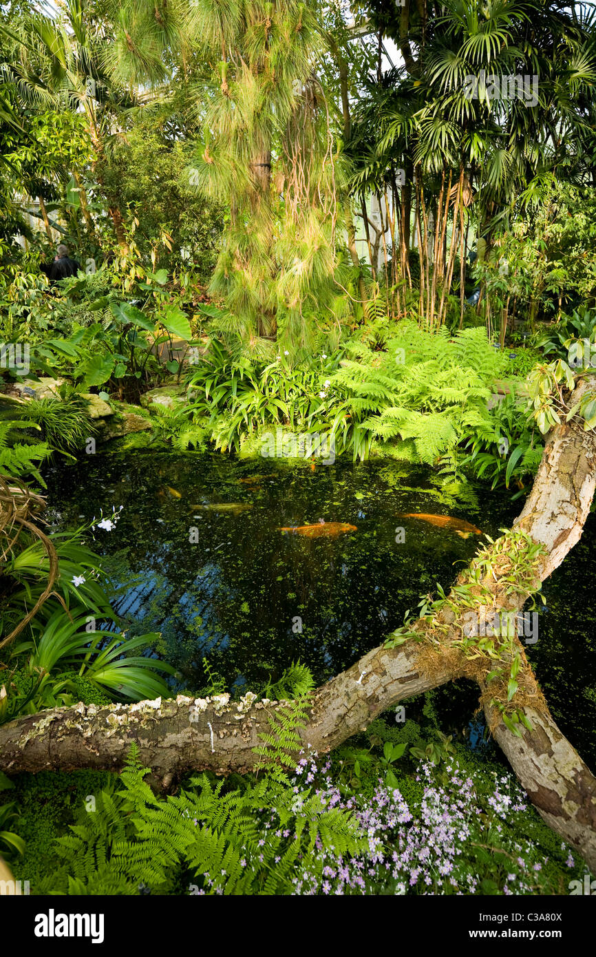 Fishpond / fish / pool / pond interior of the North Wing of the