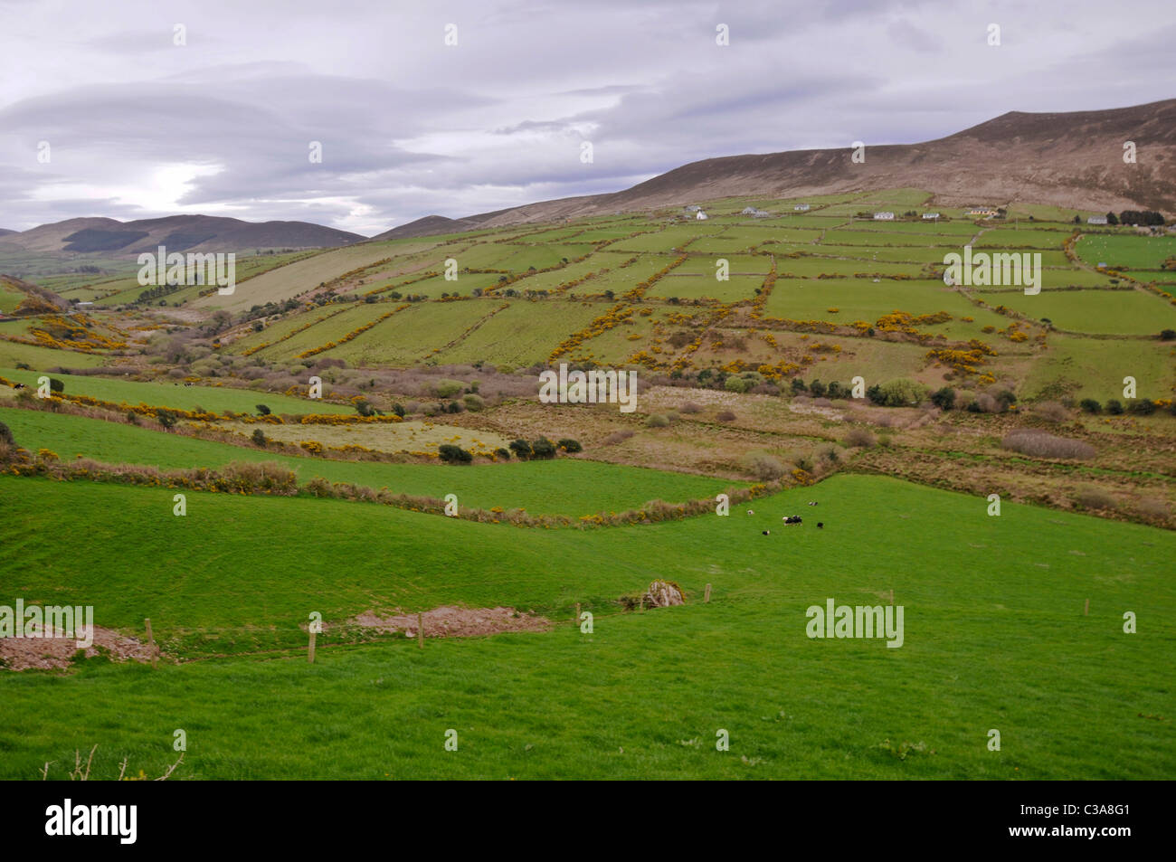 Green pastures sheep hires stock photography and images Alamy