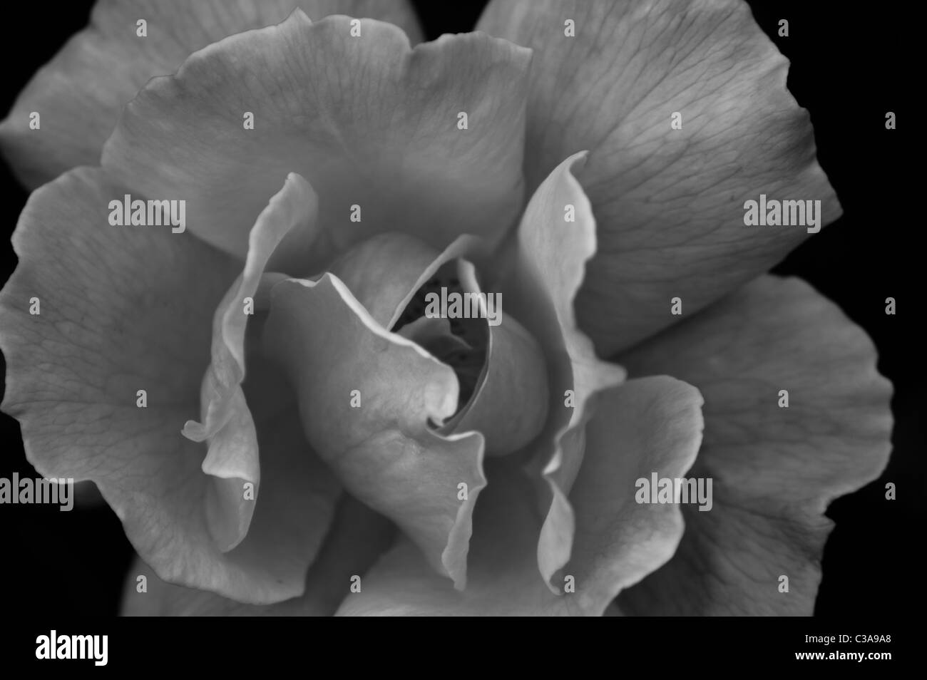 A close up black and white picture of a rose Stock Photo