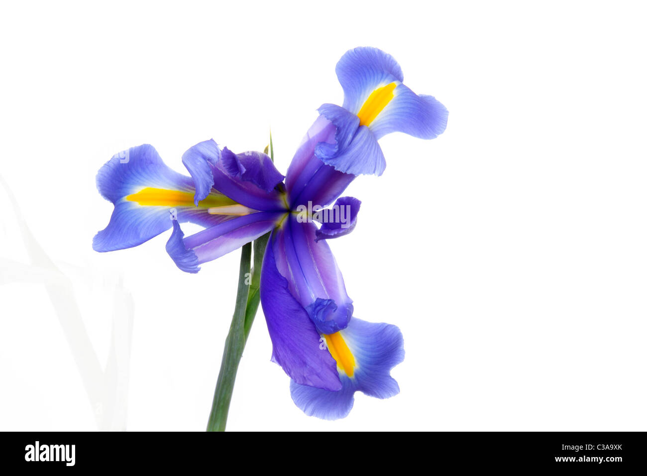 Iris lilium Stock Photo