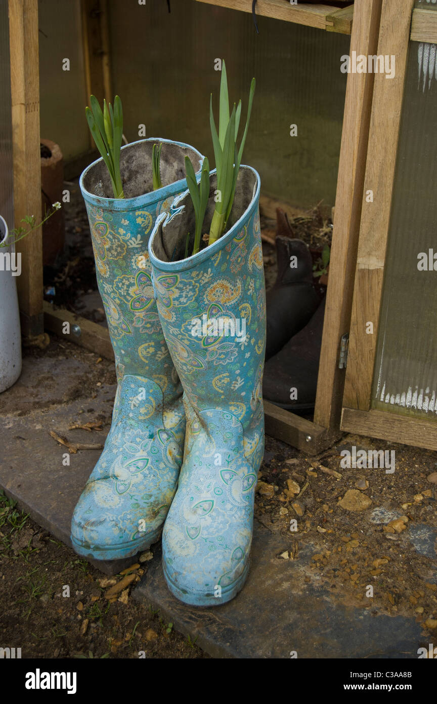 Bulbs being grown in a pair of Wellington Boots Stock Photo - Alamy