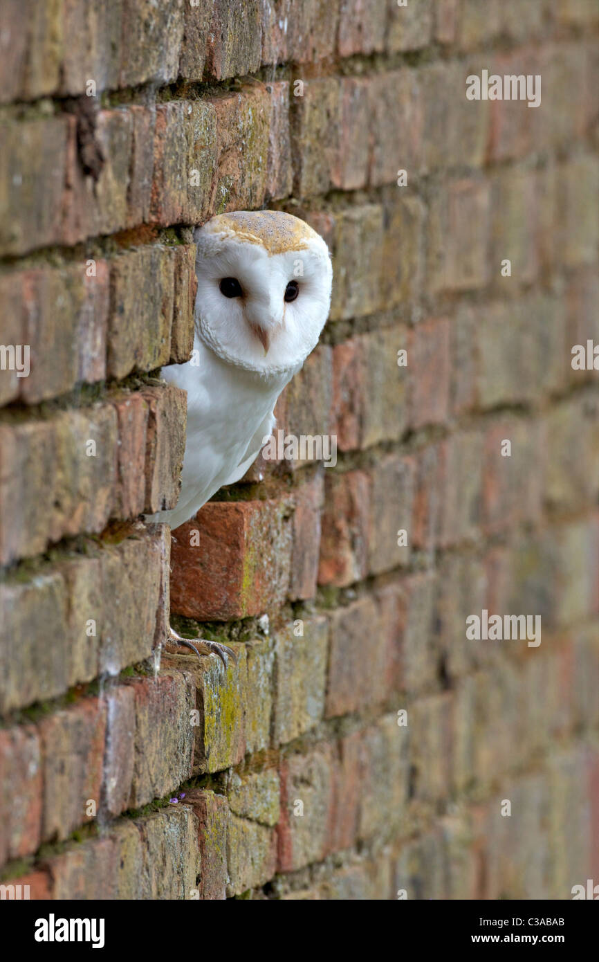 Barn owl, Tyto alba, captive, looking out of brick wall, Barn Owl Centre, Gloucestershire Stock Photo