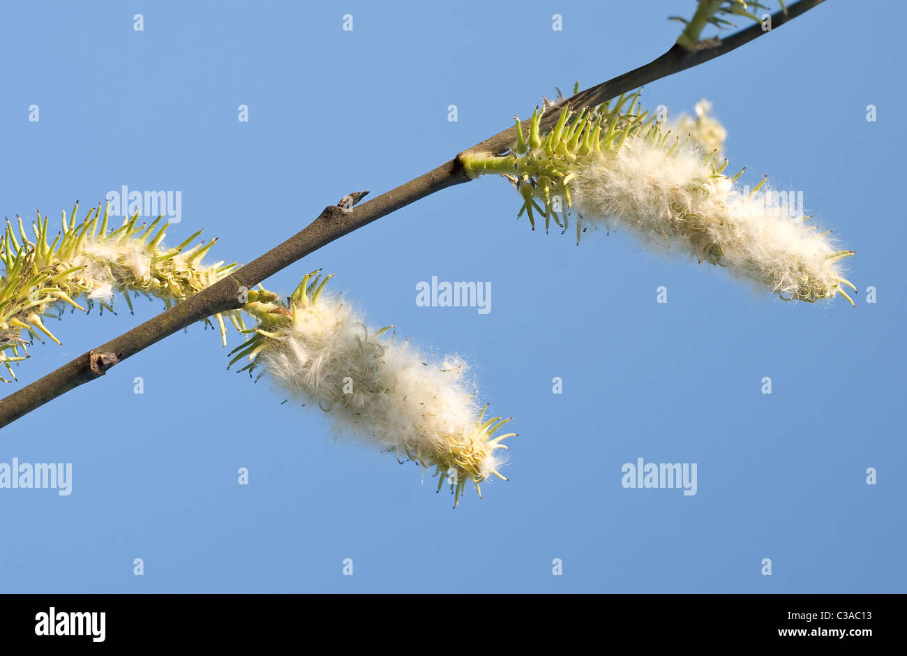 Branch with Cottonwood Seeds in Early Summer Stock Photo