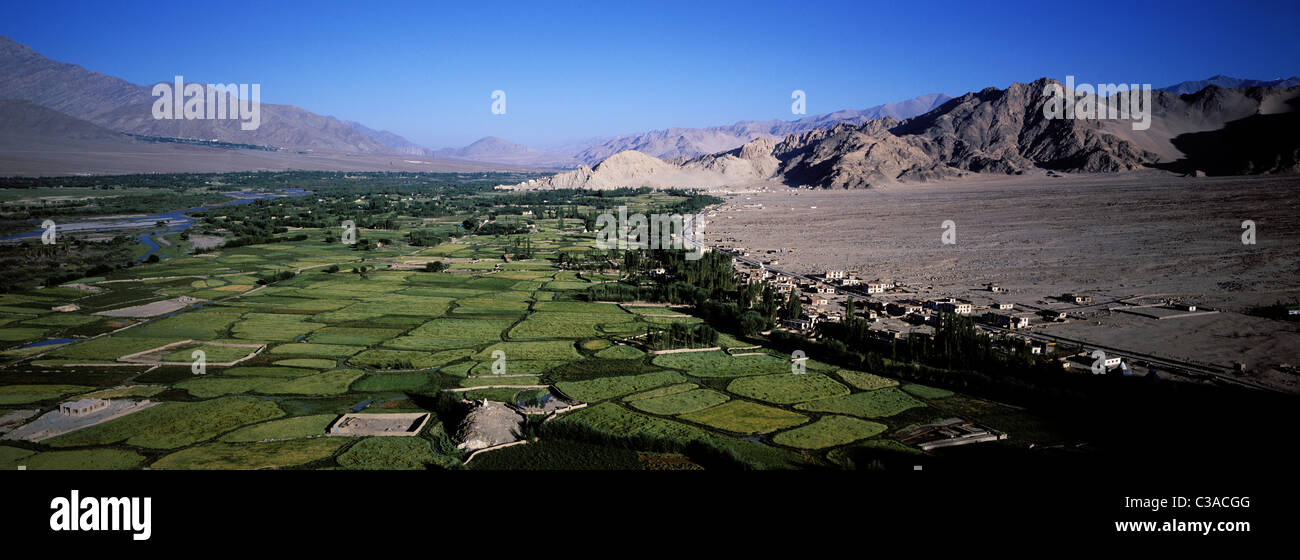 India, Jammu and Kashmir State, Ladakh, Thiksey, cultivation along the Indus river Stock Photo