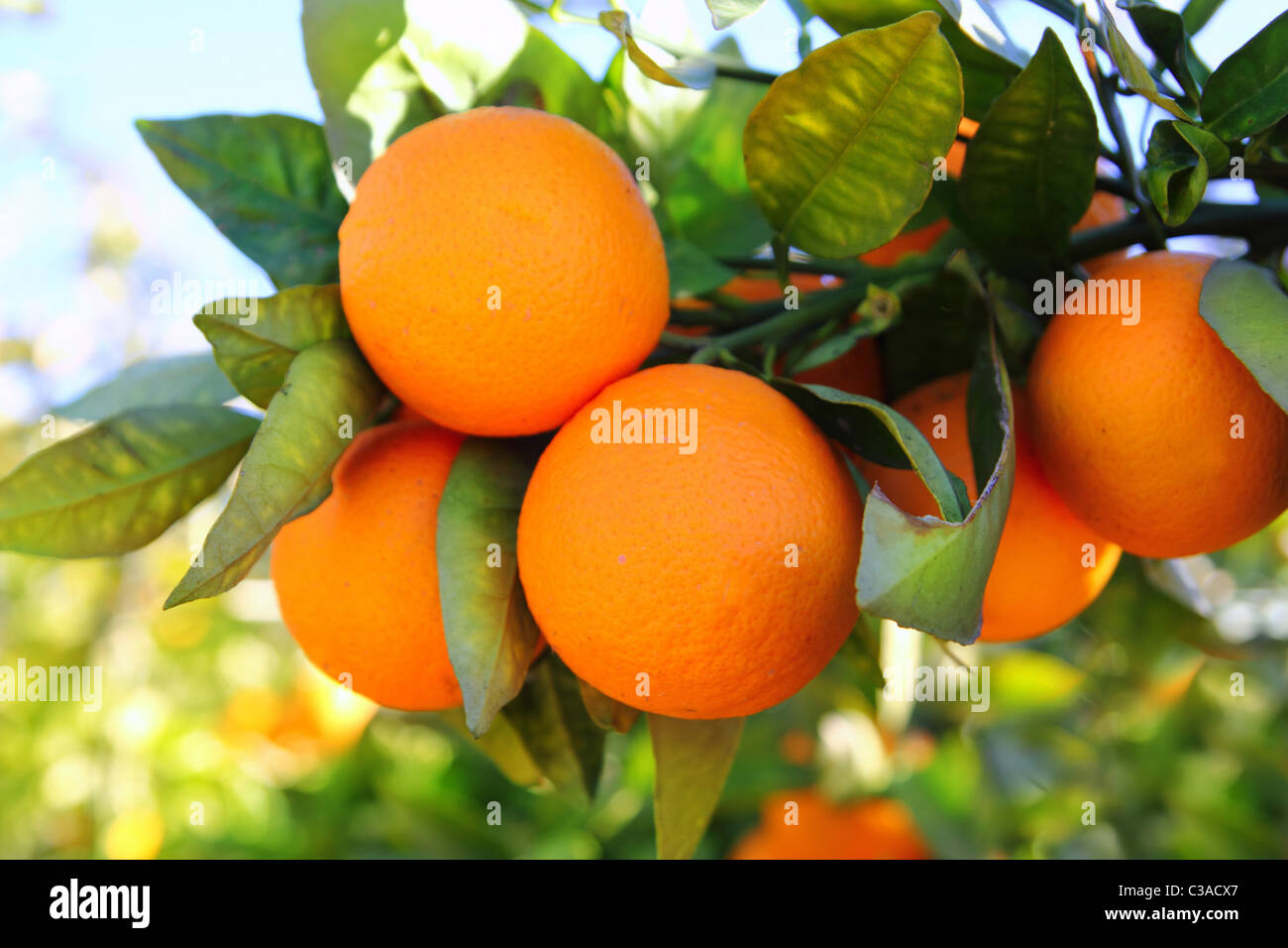 Valencia orange tree hires stock photography and images Alamy