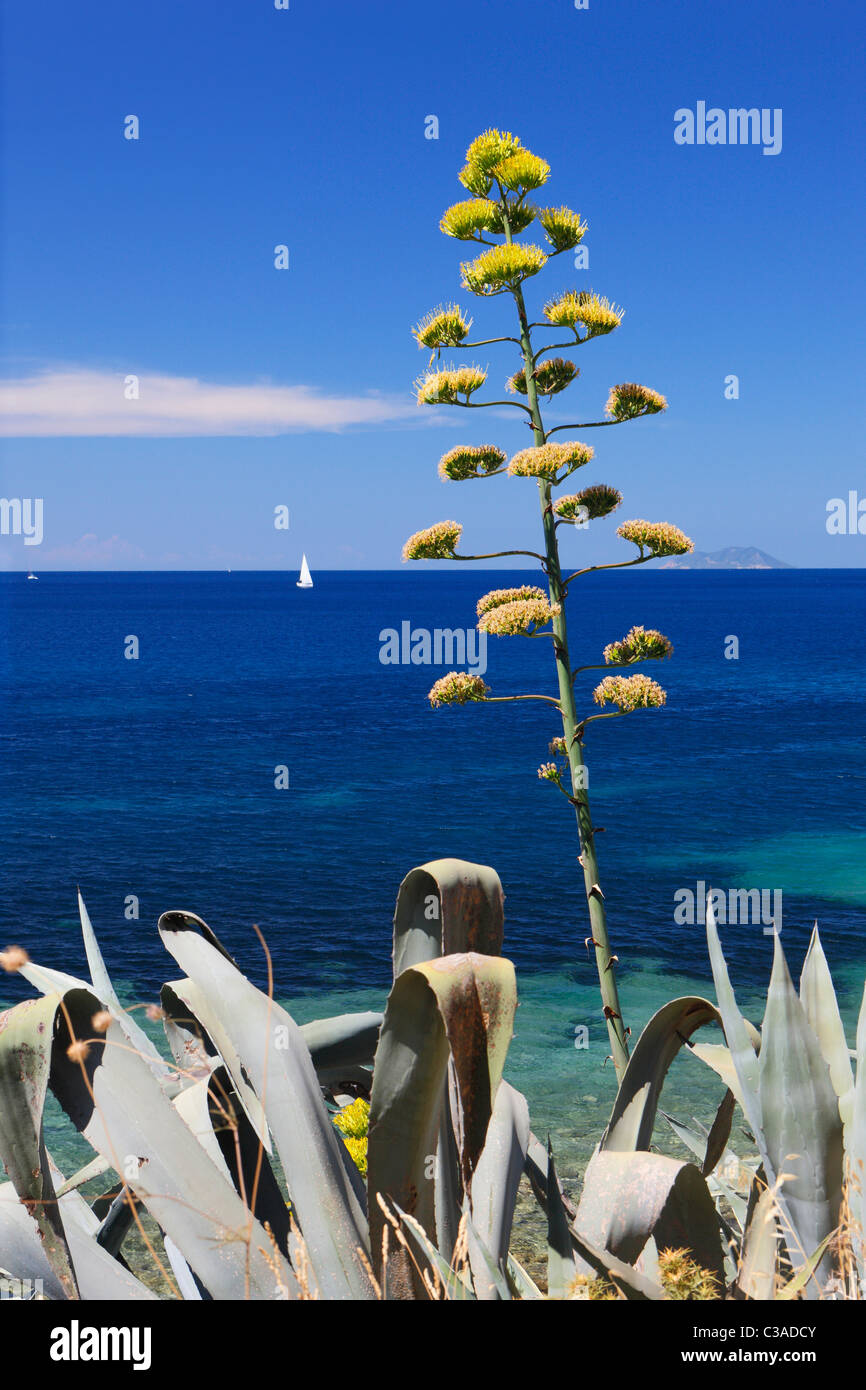 Seascape near Komiza with agave in front. Stock Photo