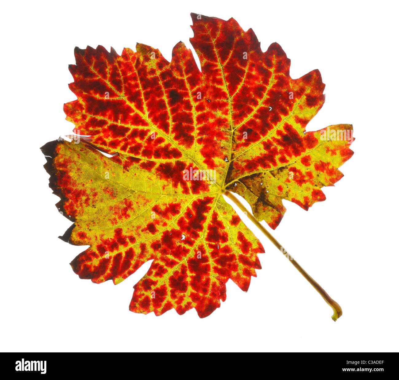 Single tree leaf hi-res stock photography and images - Alamy