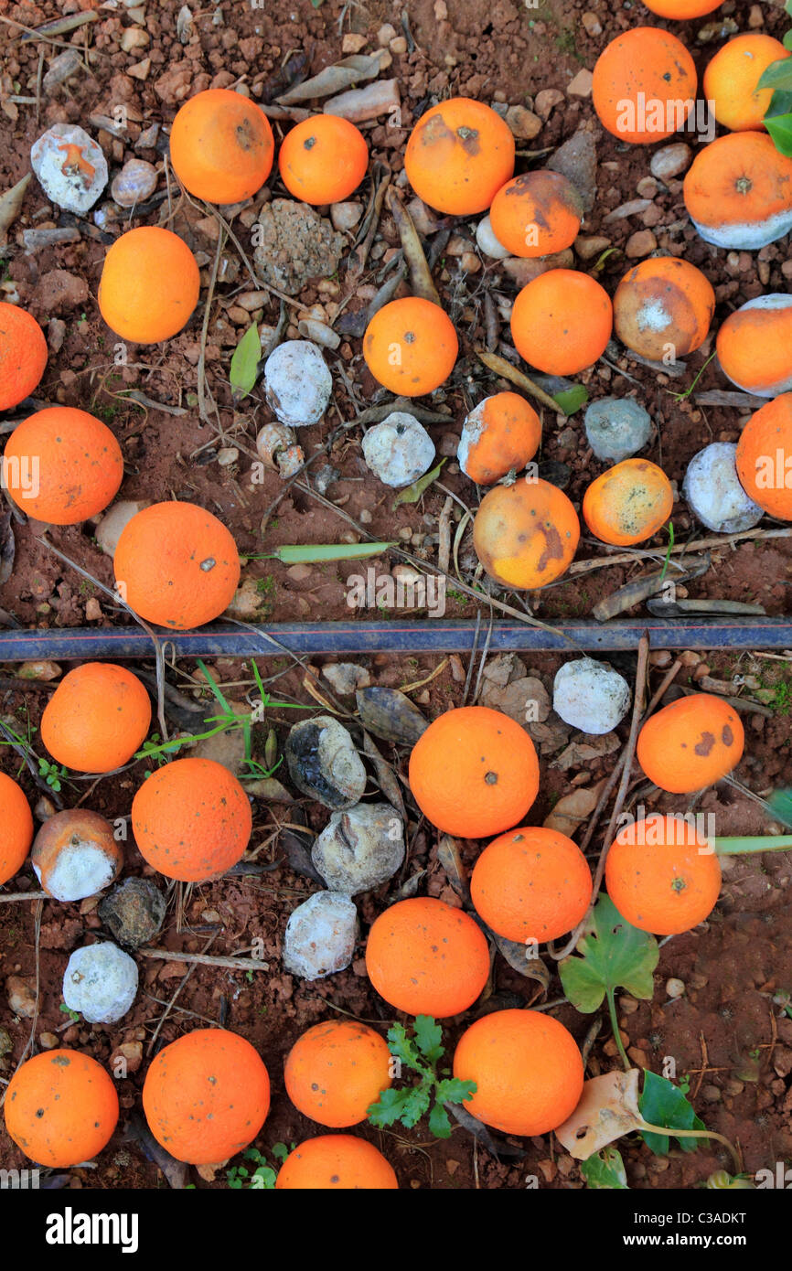 Rotten oranges fallen in floor market price is lower than harvest cost Stock Photo
