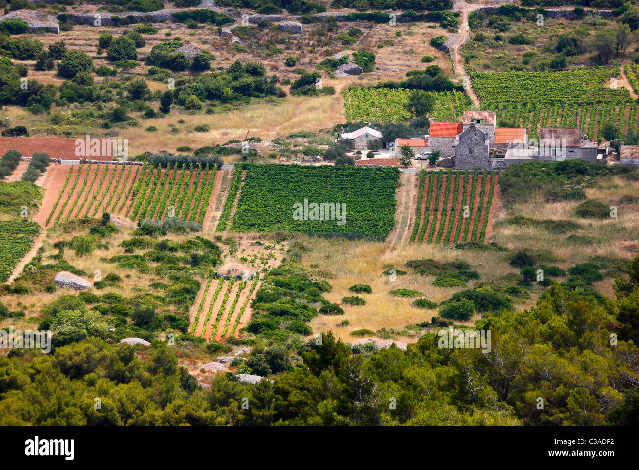 Vineyard in island Vis, Podspilje village, Croatia. Stock Photo