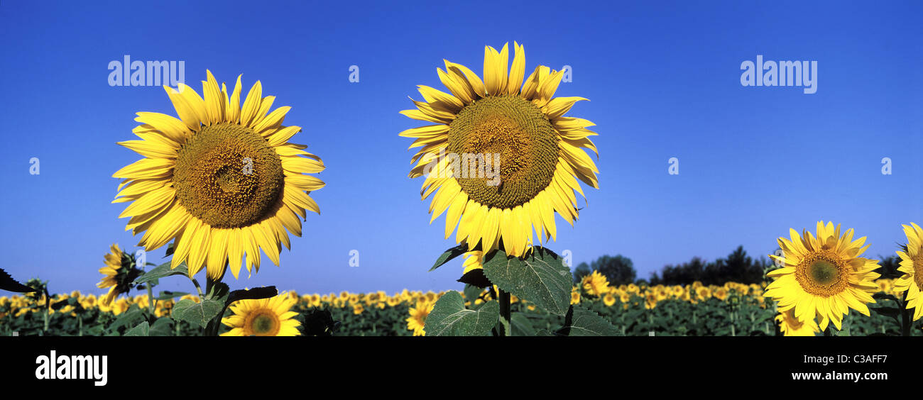 France, Tarn, sunflower cultivation Stock Photo