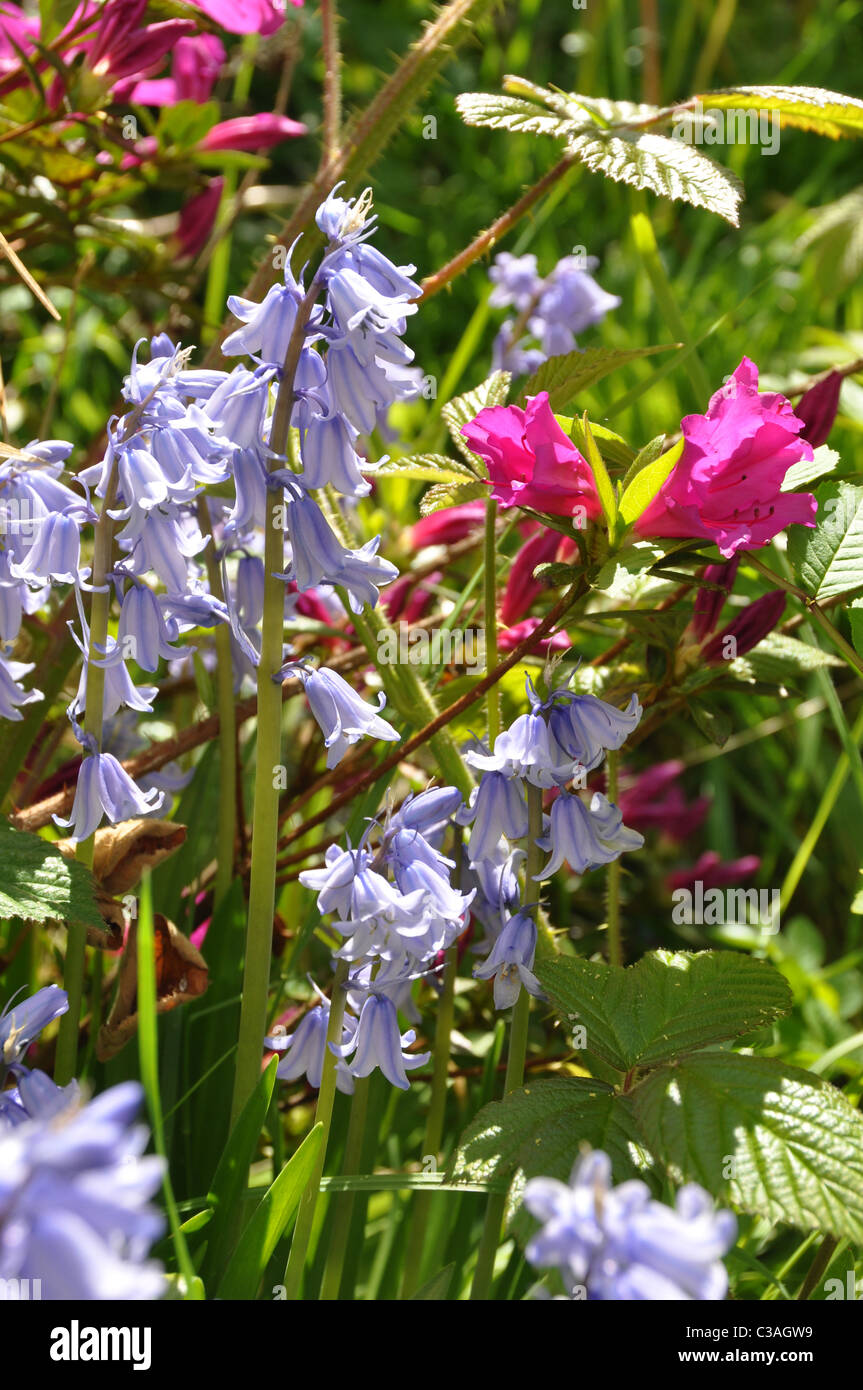 common bluebells Stock Photo