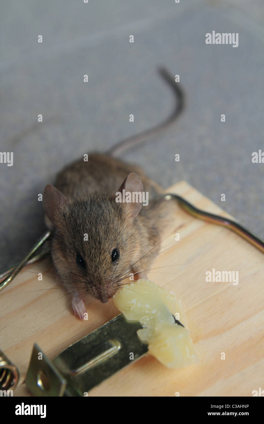 Mouse trap with real mouse catched eating cheese Stock Photo Alamy