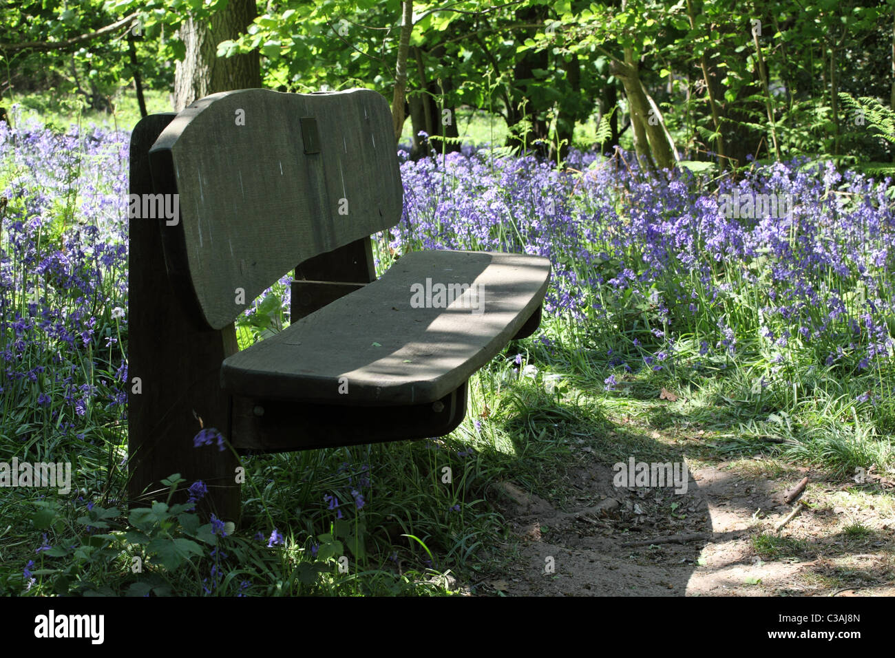 Wooden Bench in local woodlands Stock Photo
