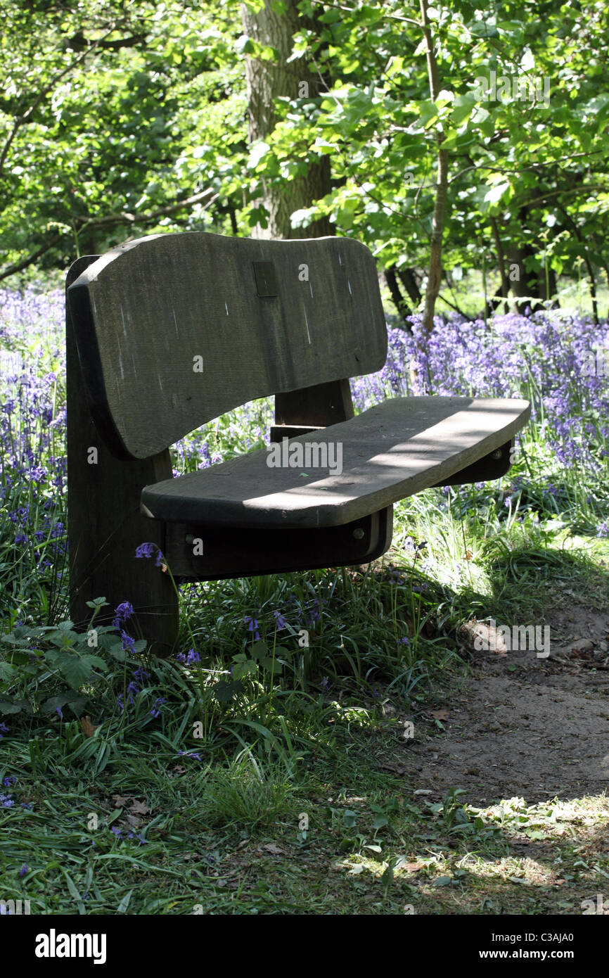 Wooden Bench in local woodlands Stock Photo
