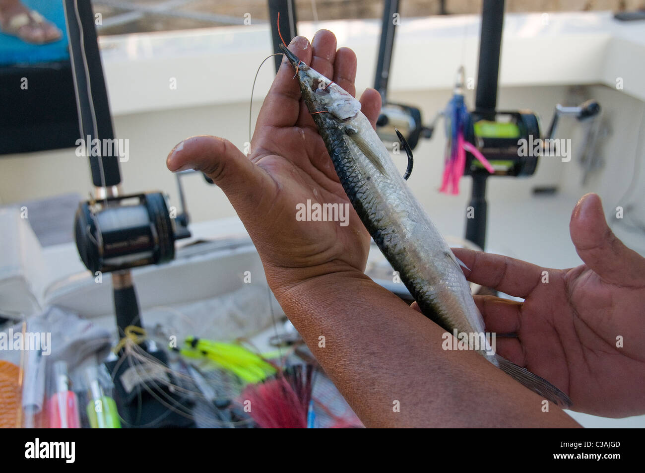 Ballyhoo bait fish hi-res stock photography and images - Alamy, big  ballyhoo 