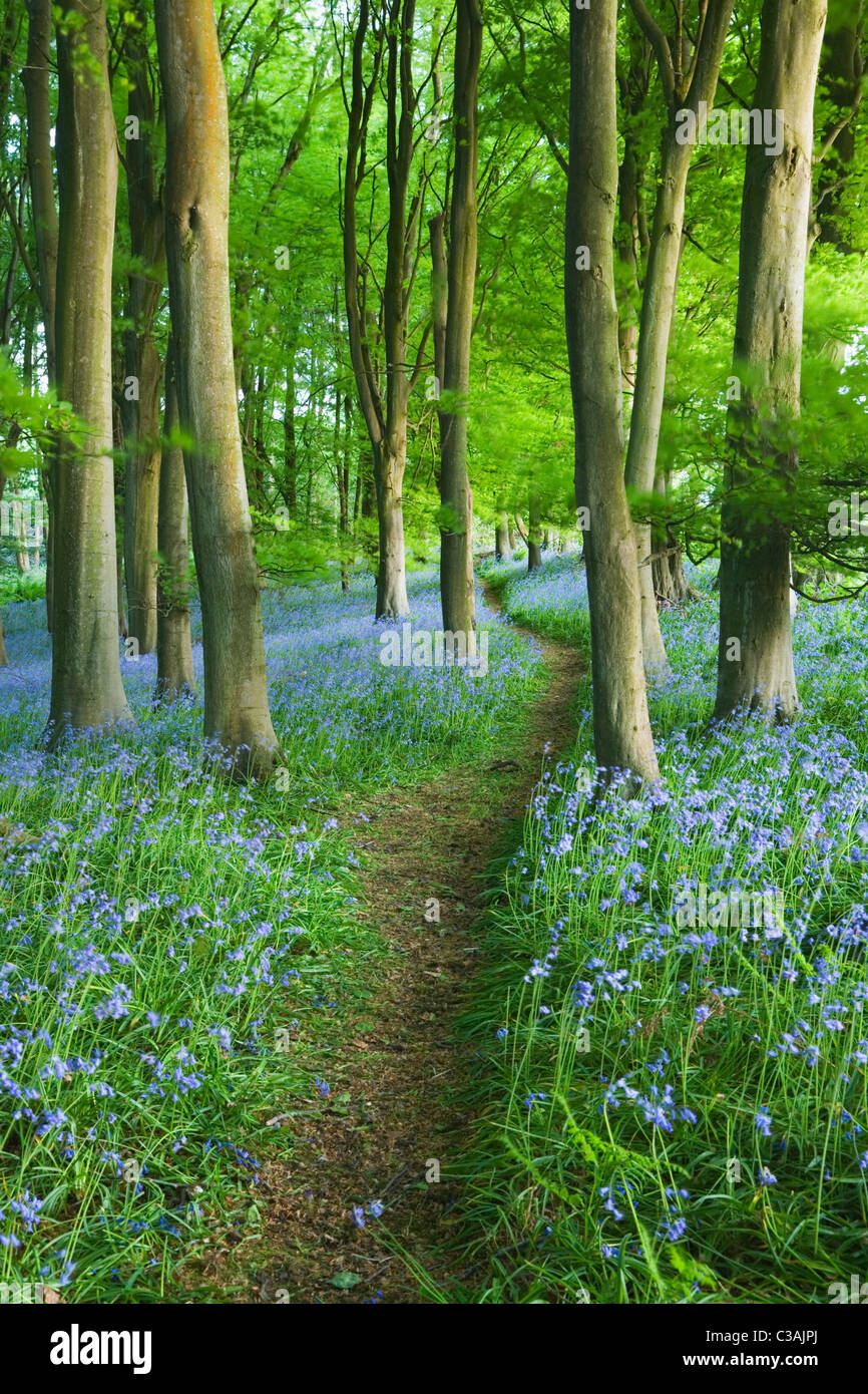 Bluebells (Hyacinthoides non-scripta) in Beech (Fagus sp) Woodland. Priors Wood. North Somerset. England. UK. Stock Photo