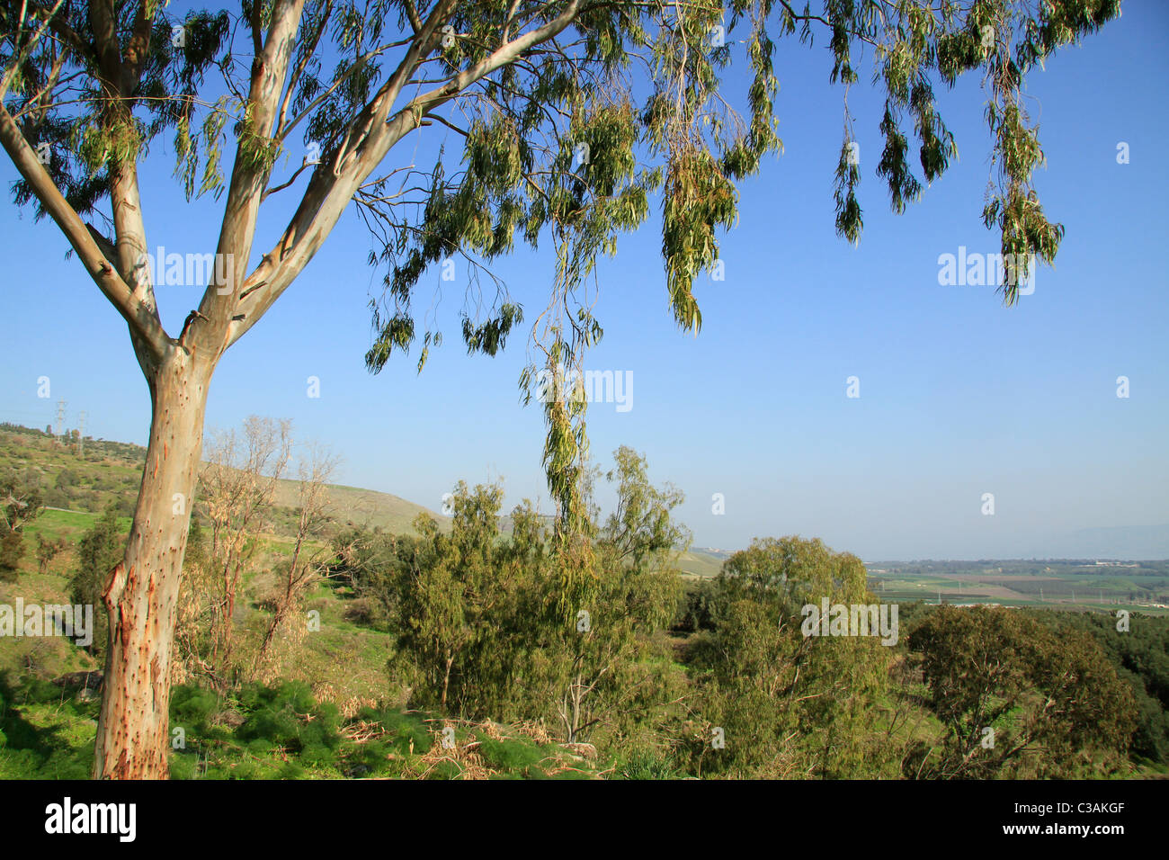 Israel, Menahemia forest overlooking the Jordan valley Stock Photo