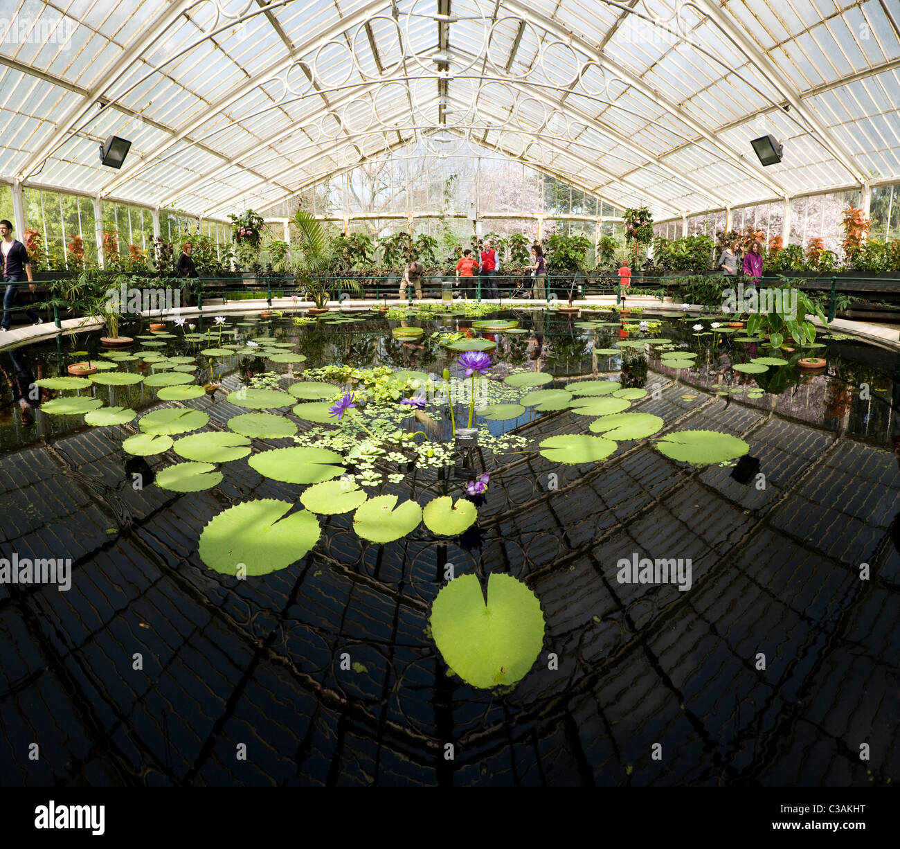 Interior of lilly pond / flower / flowering lillies inside Water Lily