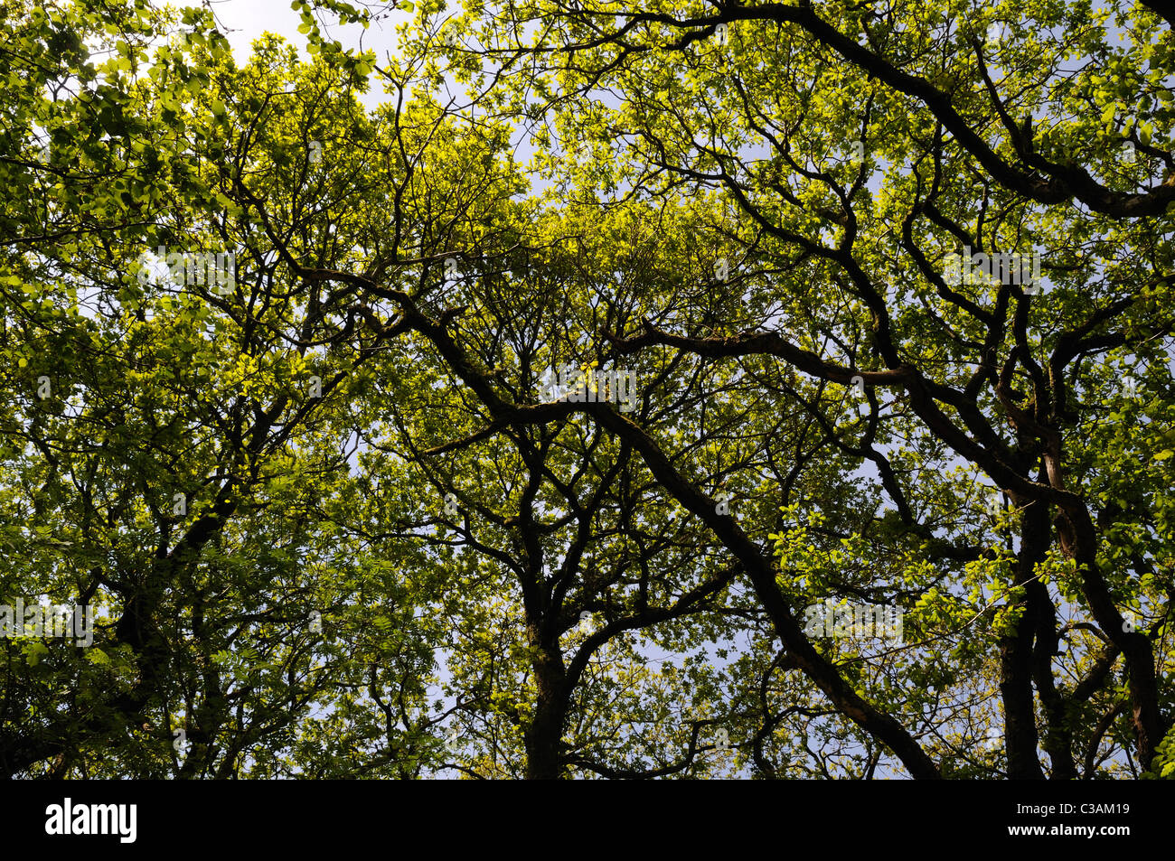Canopy of Spring Oak Leaves Ty Canol Woods one of the few remaining ancient woodlands in Wales Pembrokeshire Cymru UK GB Stock Photo