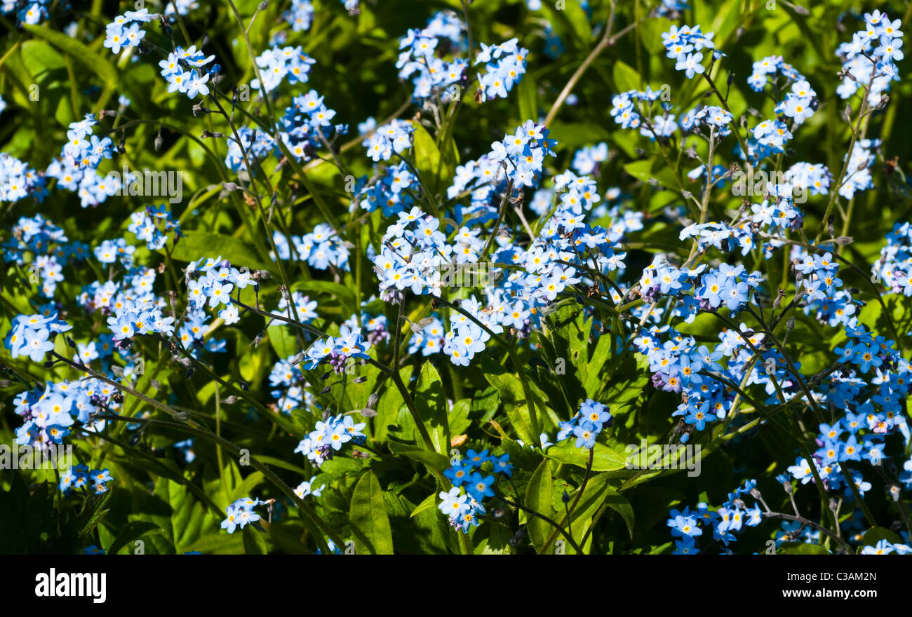 forget me not Stock Photo