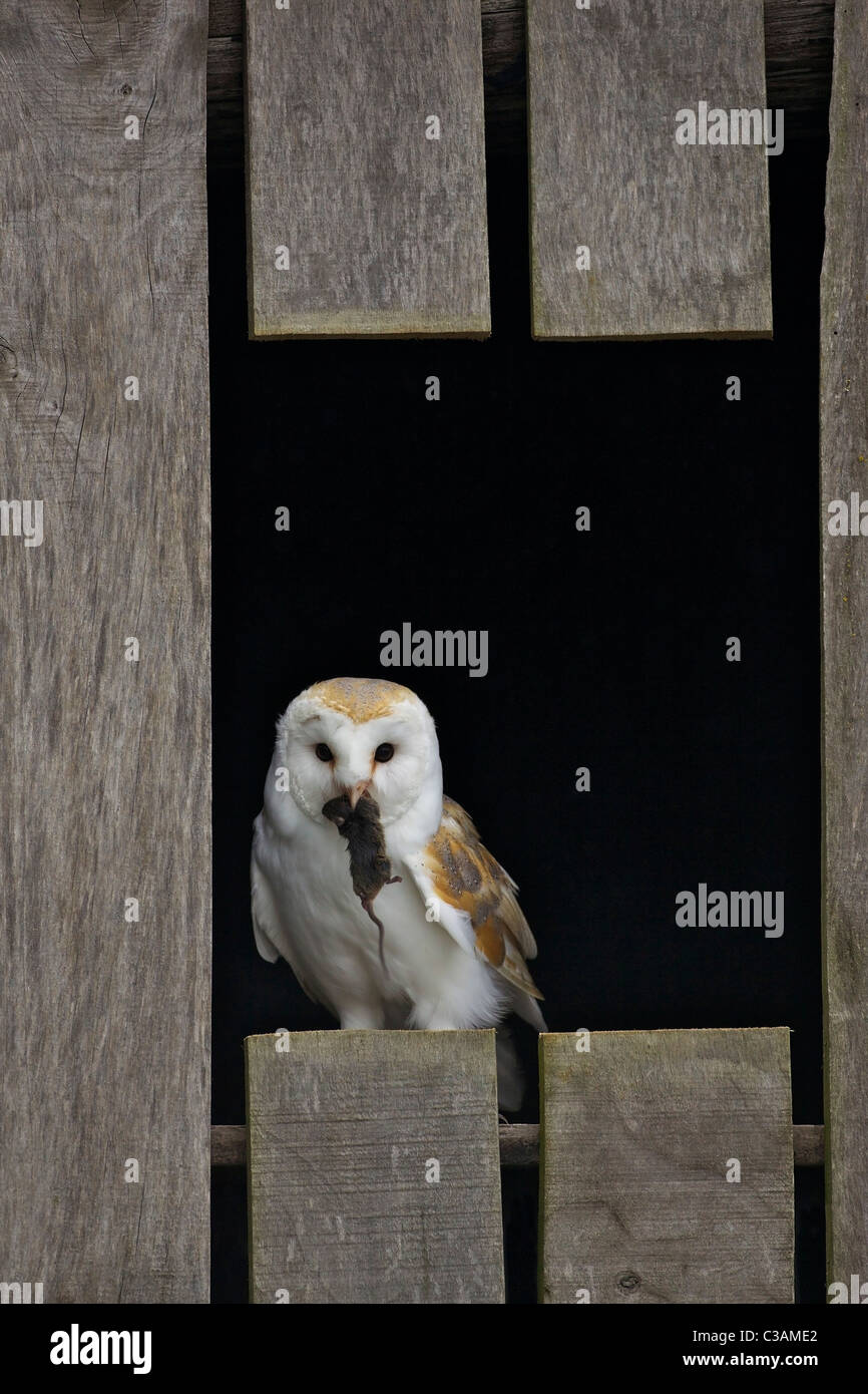 Barn owl, Tyto alba, captive, eating mouse, Barn Owl Centre, Gloucestershire, England, UK, United Kingdom, GB, Great Britain, Stock Photo