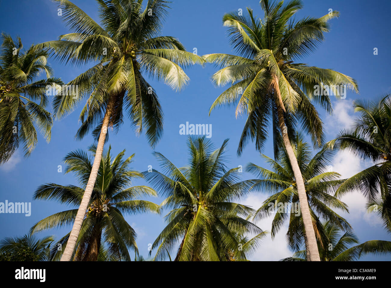 Classic example of palm trees in the sun Stock Photo Alamy