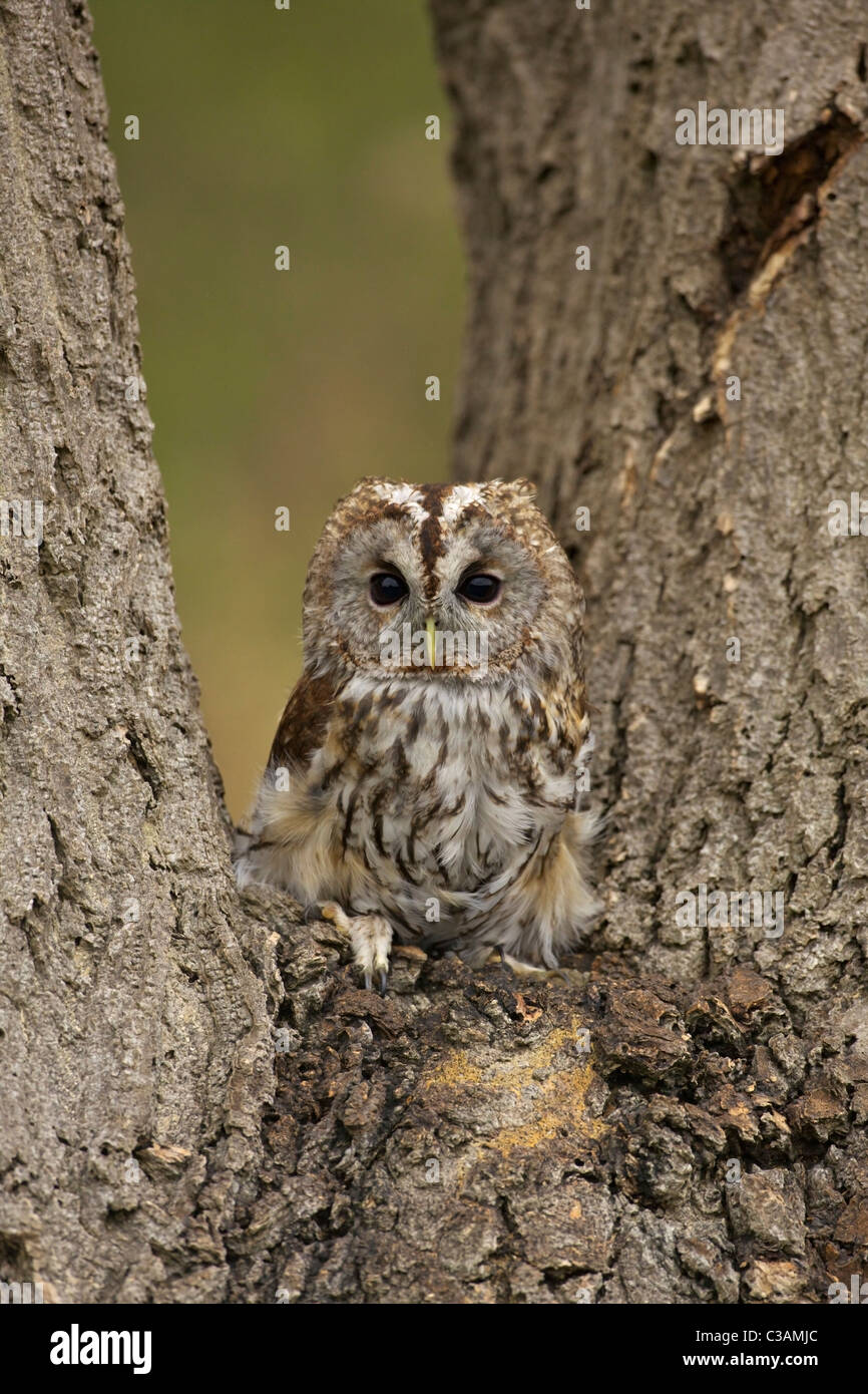 Tawny Owl, Strix aluco, captive, Barn Owl Centre, Gloucestershire, England, UK, United Kingdom, GB, Great Britain, British Isles Stock Photo