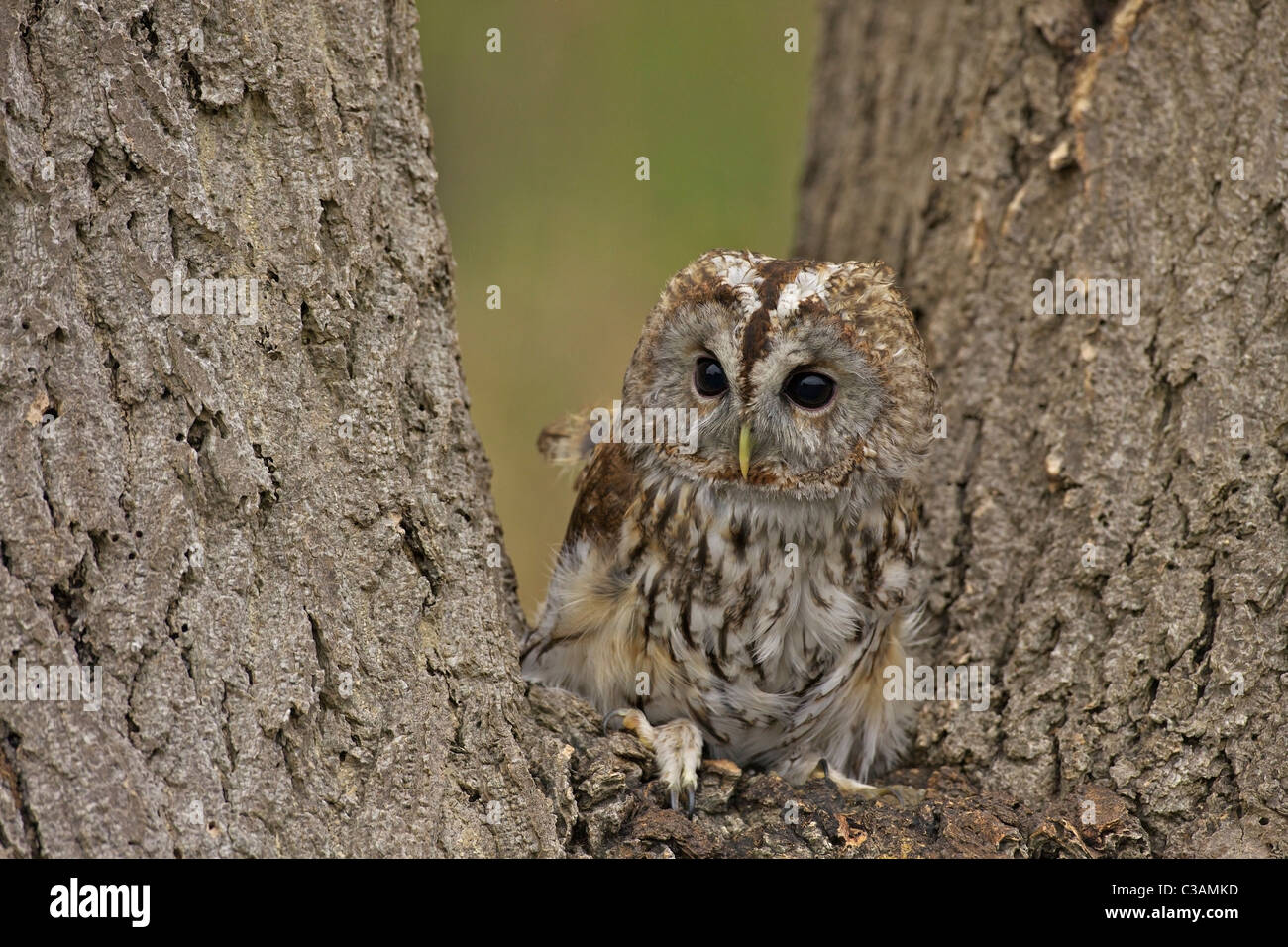 Tawny Owl, Strix aluco, captive, Barn Owl Centre, Gloucestershire, England, UK, United Kingdom, GB, Great Britain, British Isles Stock Photo