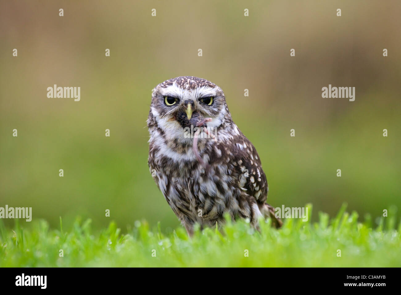 Little Owl, Athene noctua, captive, eating mouse, Barn Owl Centre, Gloucestershire, England, UK, United Kingdom, GB, Stock Photo