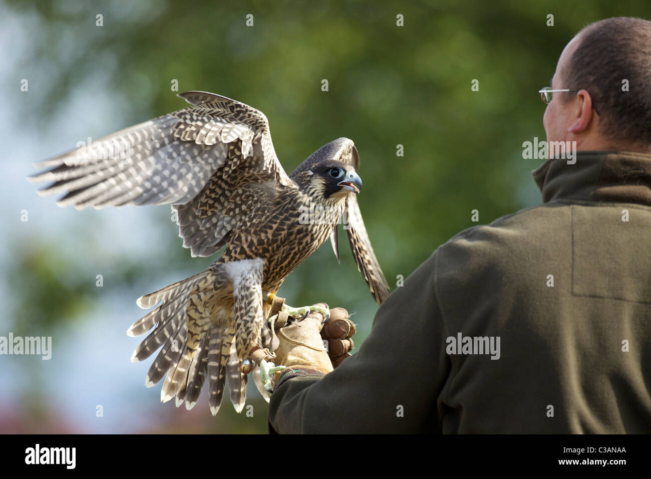 Captive Peregrine Falcon, Falco peregrinus, with handler, England, UK