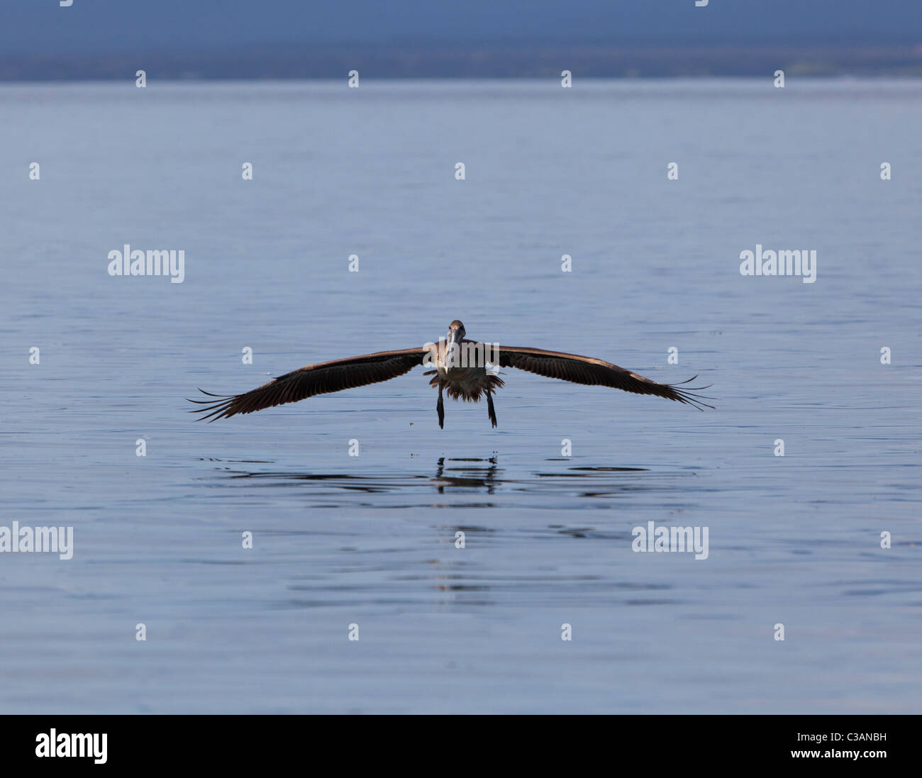 low flying Brown Pelican Pelecanus occidentalis landing in the sea, Galapagos Islands Ecuador Stock Photo