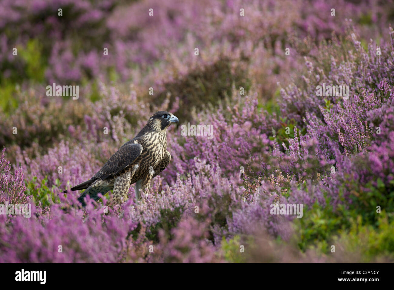 Peregrine Falcon, Falco peregrinus, captive, in heather, Leicestershire, England, UK, United Kingdom, GB, Stock Photo