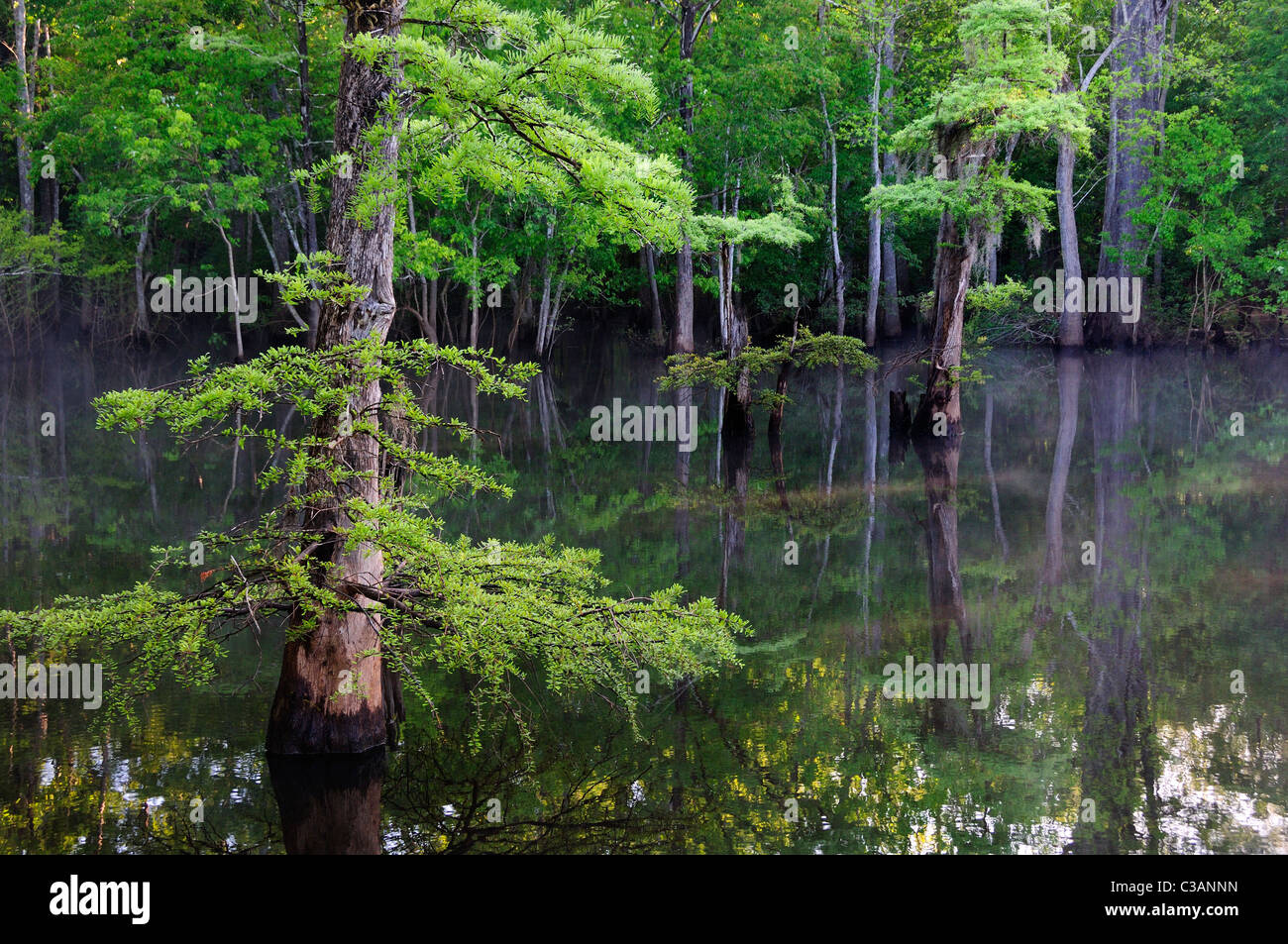 Bald cypress, Taxodium distichum, Morrison Springs, Walton County, Florida Stock Photo