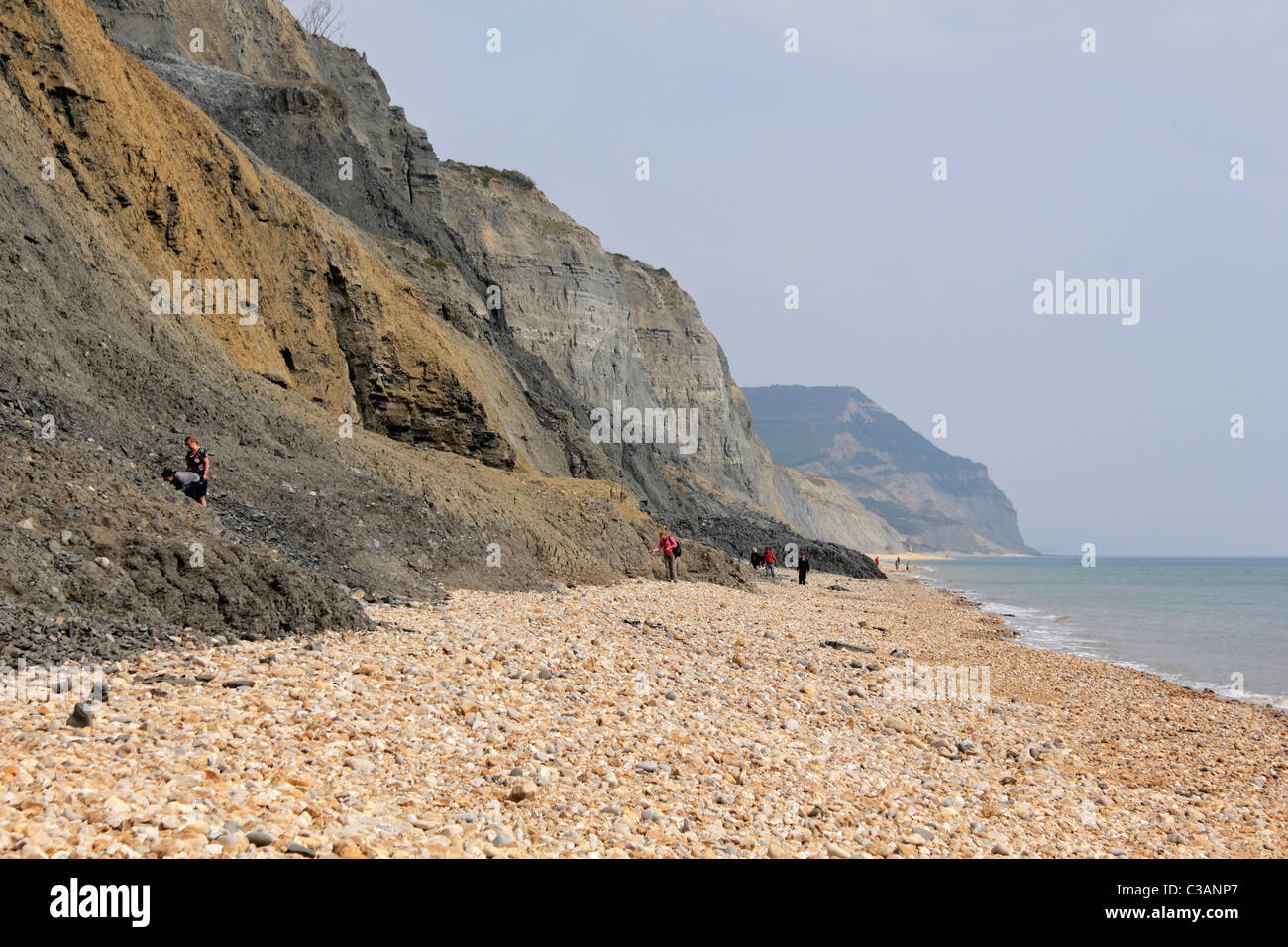 Fossil hunting on Charmouth beach, Dorset, England UK Stock Photo