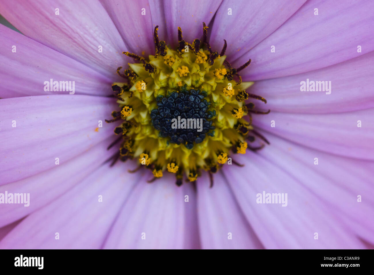 Lavender  Osteospermum flower Close Up Stock Photo