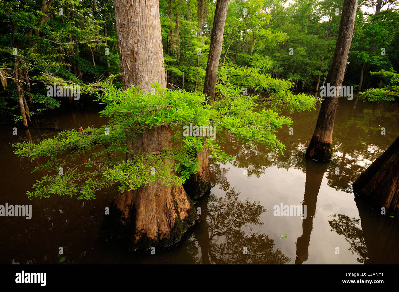 Bald cypress, Taxodium distichum, Morrison Springs, Walton County, Florida Stock Photo