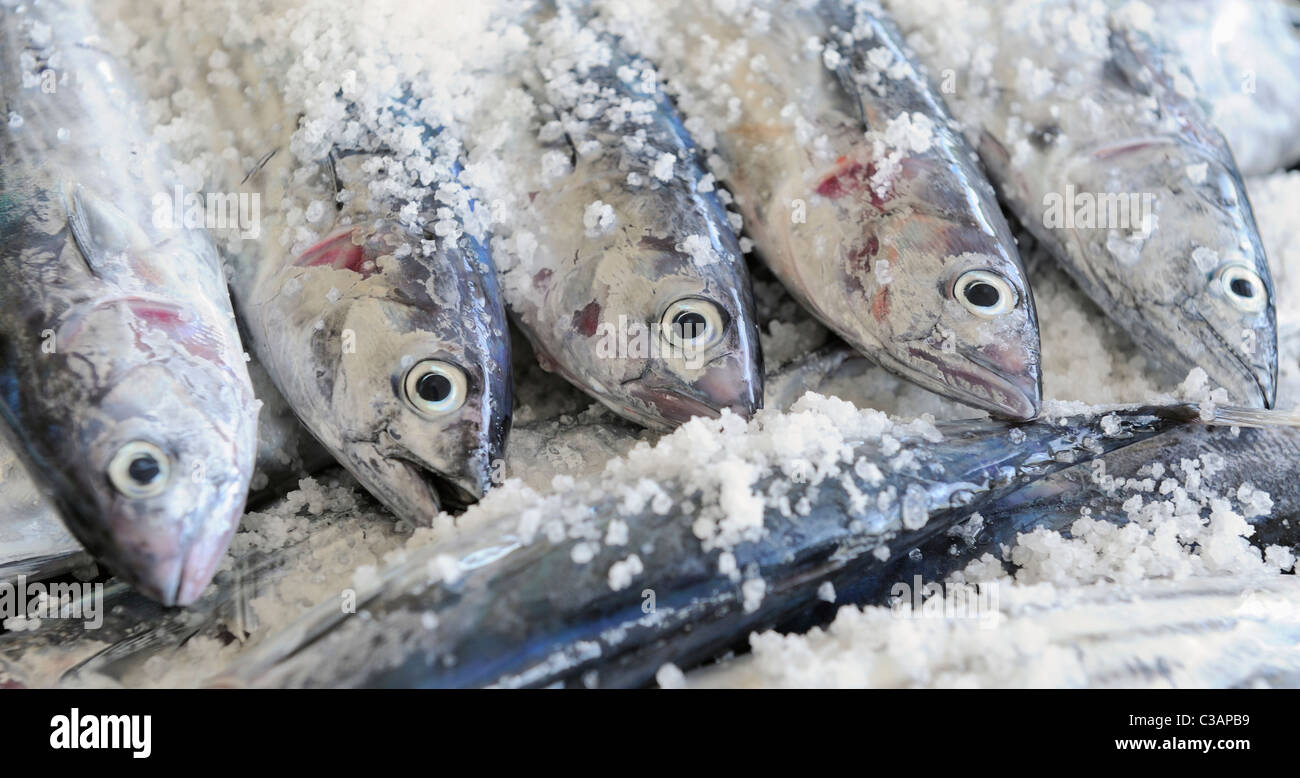 Closeup of freshly salted tuna fish awaiting cooking Stock Photo Alamy