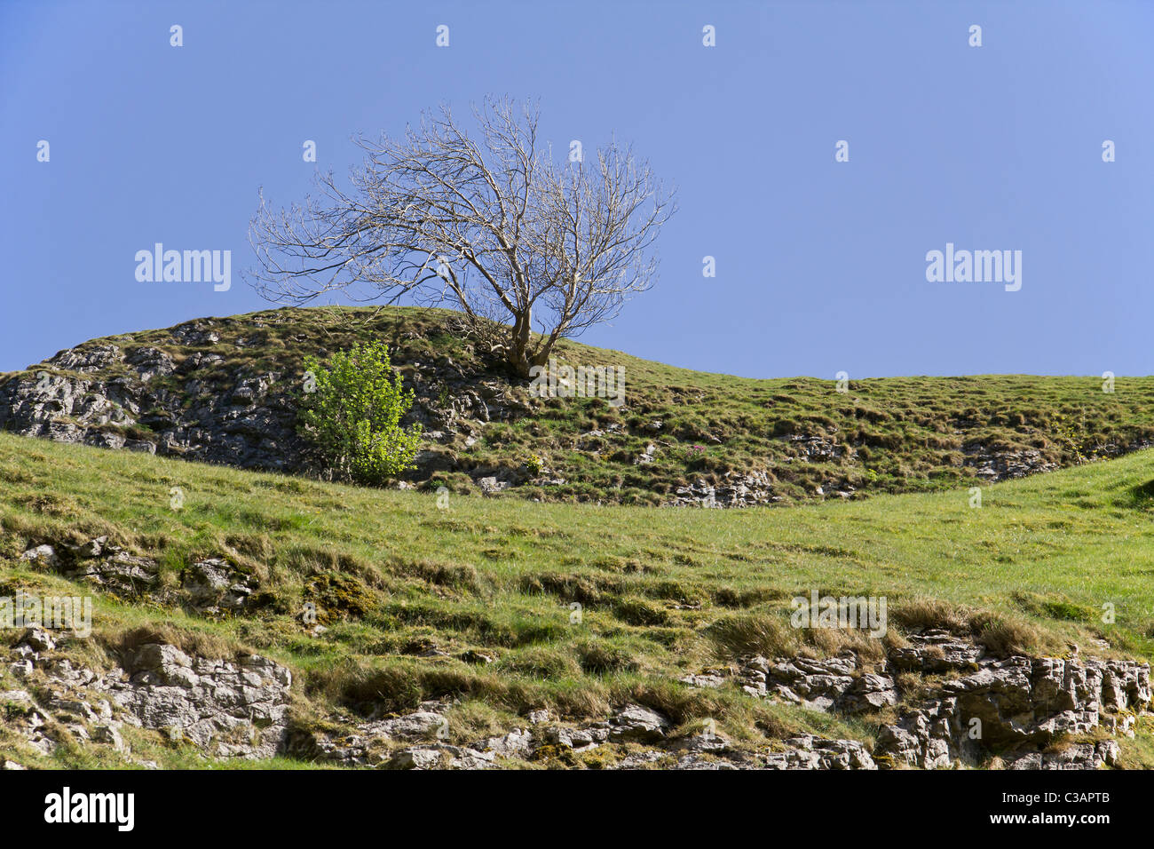 A tree grows out of a limestone cliff at CaveDale Castleton Stock Photo