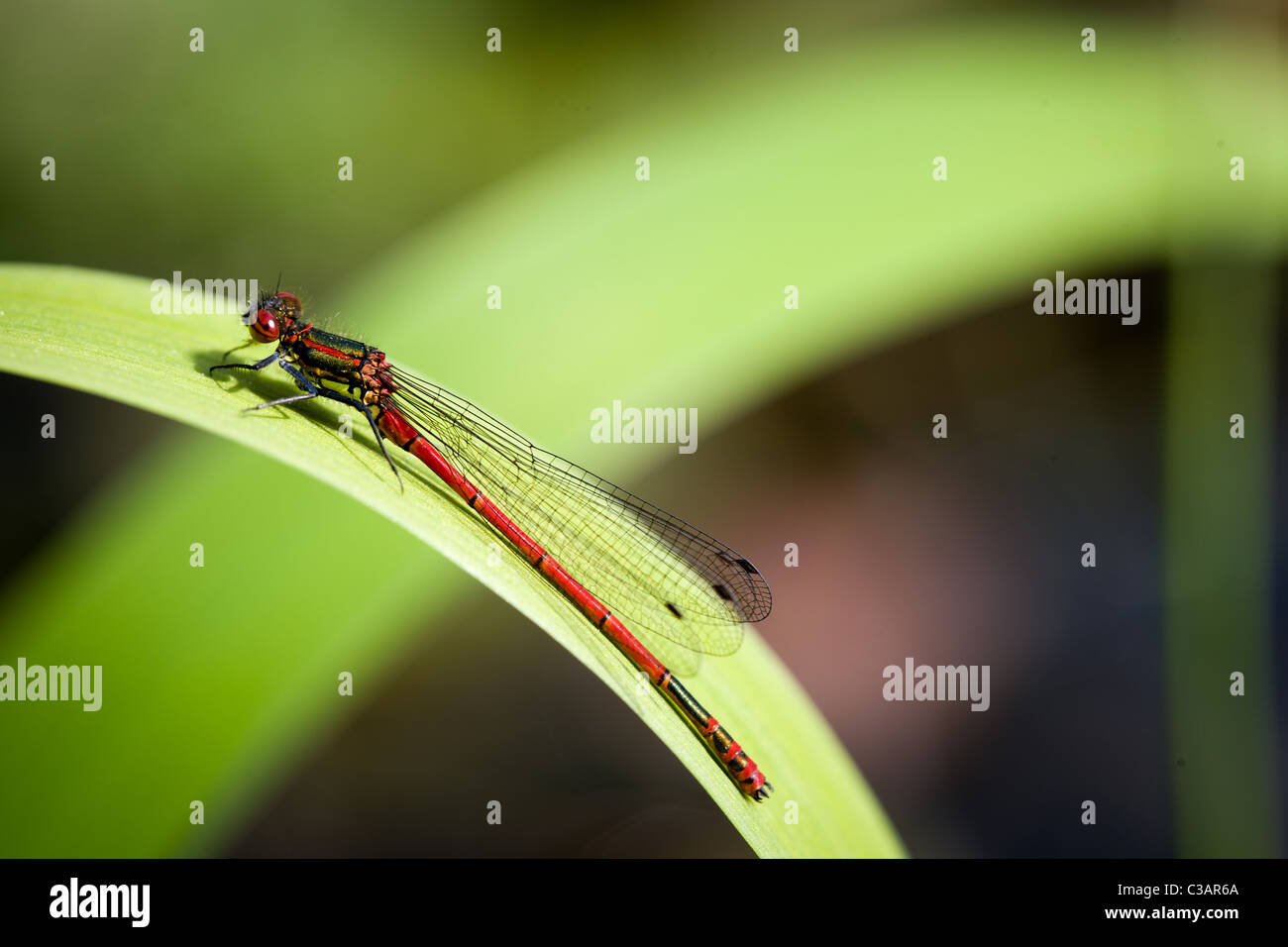 Large Red Damselfly resting on a leaf after emerging Stock Photo - Alamy