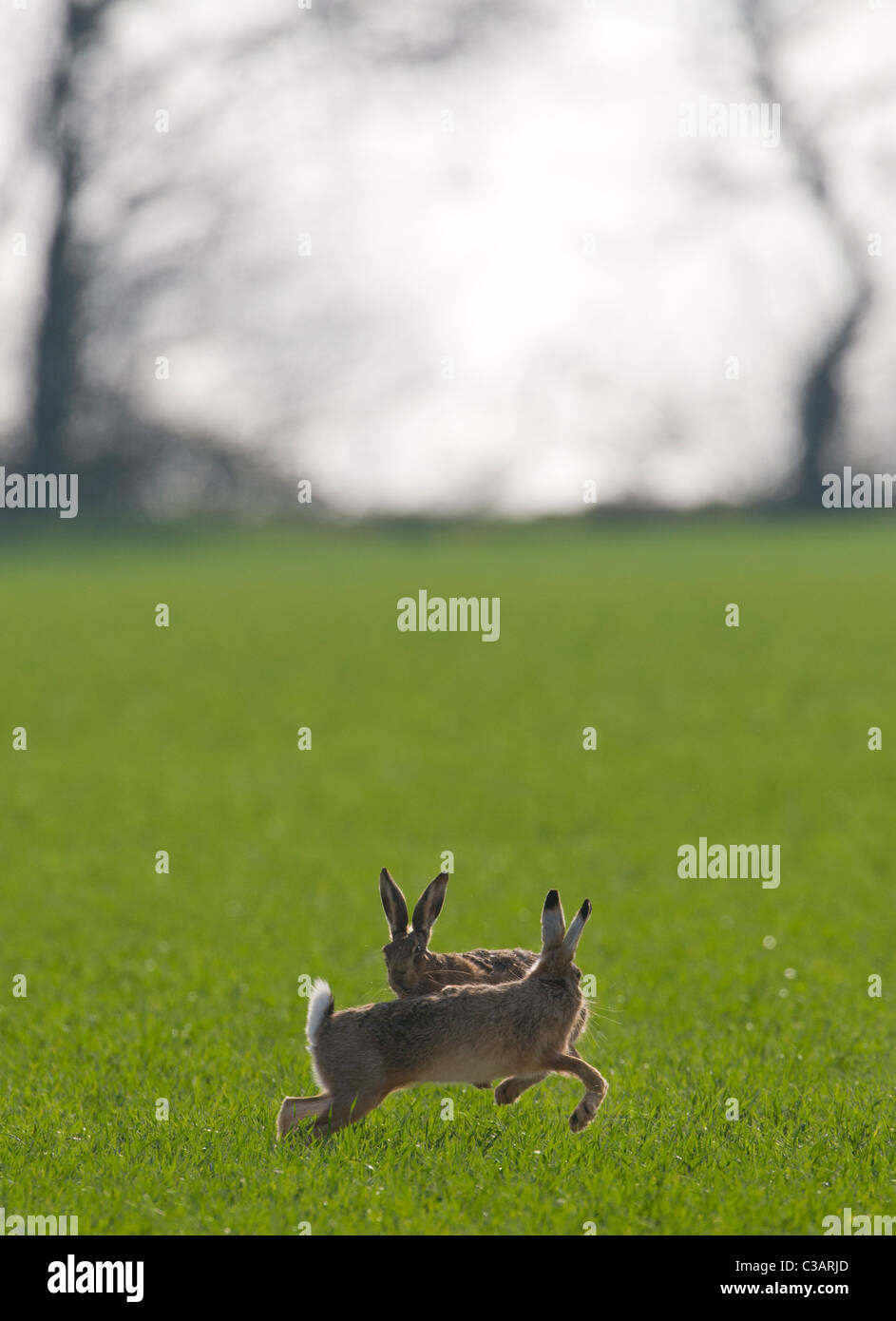 Male brown hare (Lepus europaeus) chasing female Stock Photo