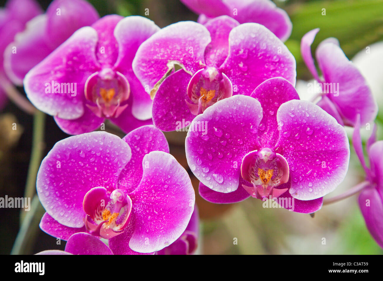 PURPLE PHALAENOPSIS ORCHIDS bloom in the greenhouse at the BOTANICAL GARDEN UBUD - BALI, INDONESIA Stock Photo