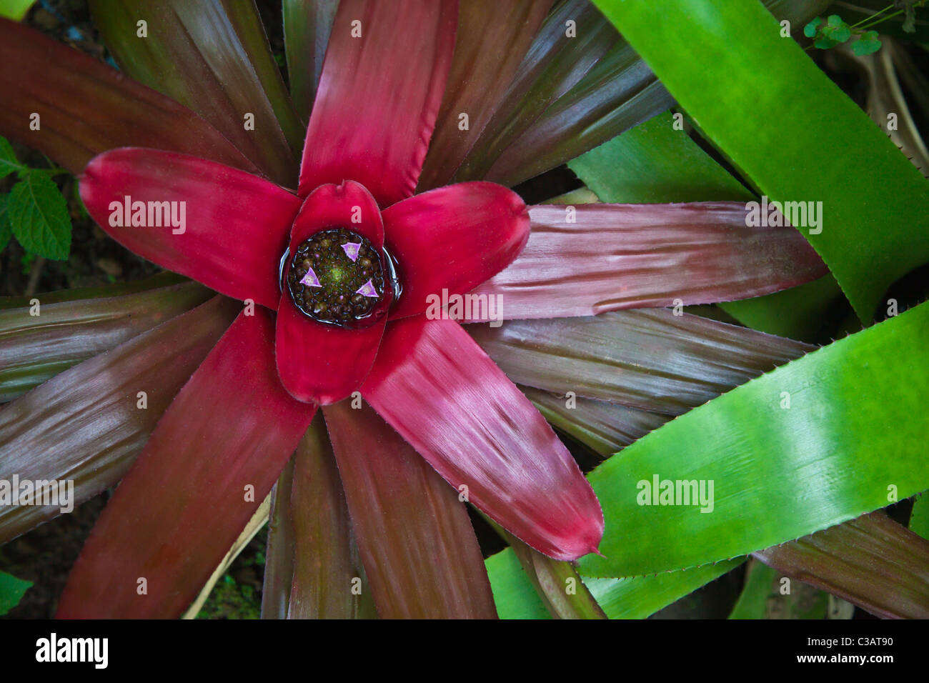 Multicolored BROMELIAD PLANTS at the BOTANICAL GARDEN UBUD - BALI, INDONESIA Stock Photo