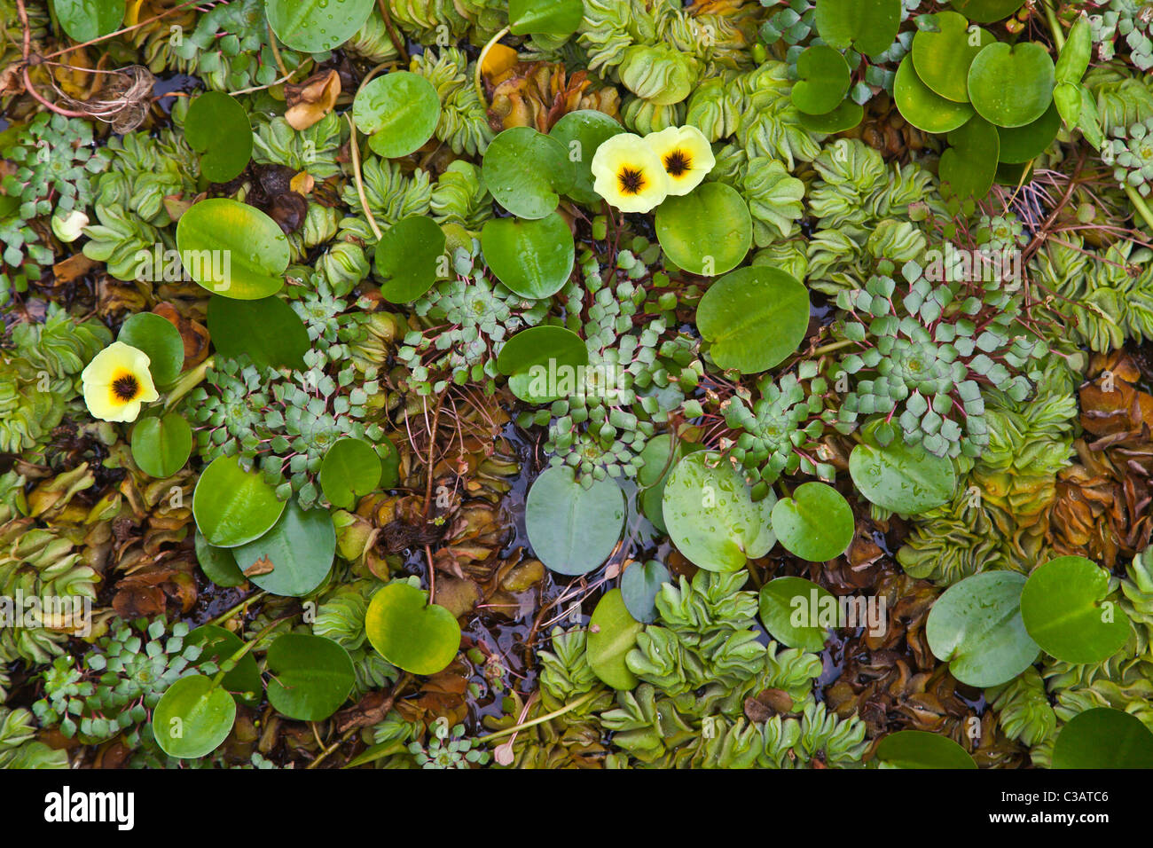 WATER PLANTS florish at the ISLAMIC GARDEN at the BOTANICAL GARDEN UBUD